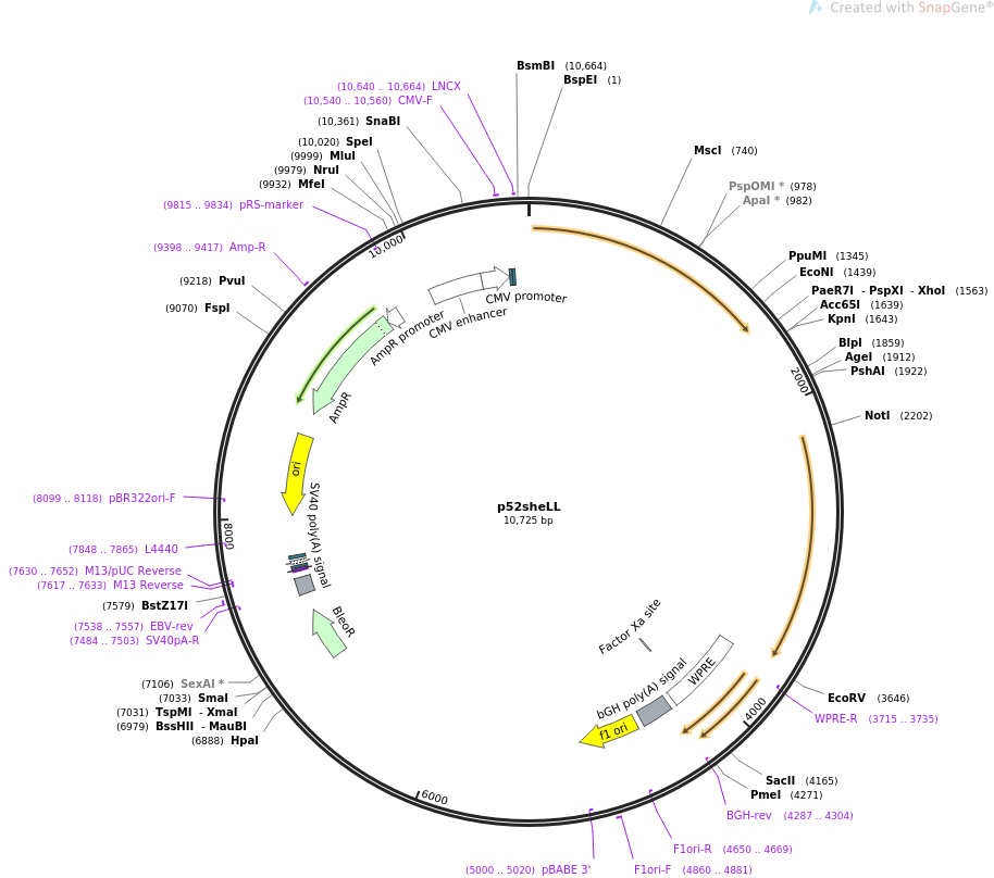 p52sheLL质粒图谱