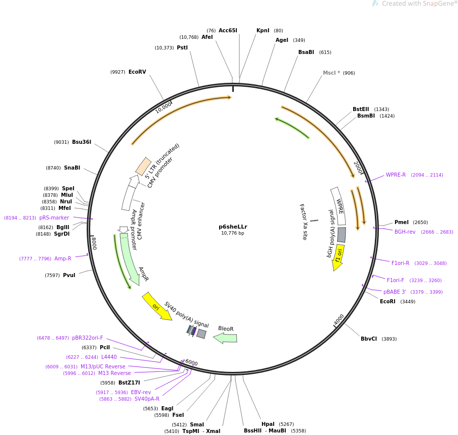 p6sheLLr质粒图谱