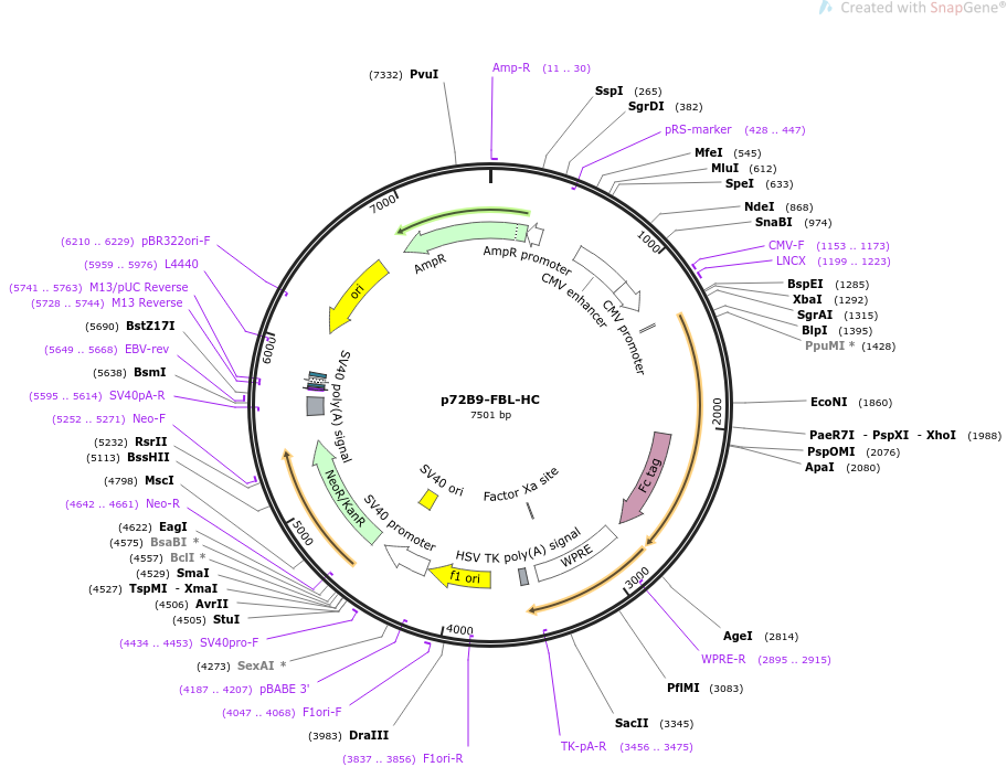 p72B9-FBL-HC载体图谱
