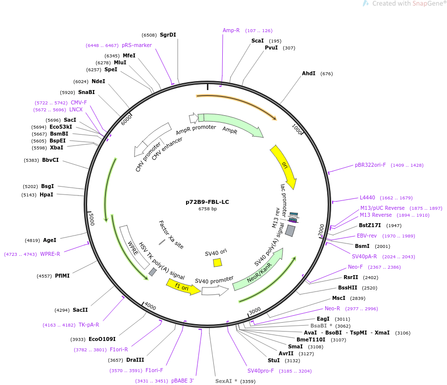 p72B9-FBL-LC载体图谱