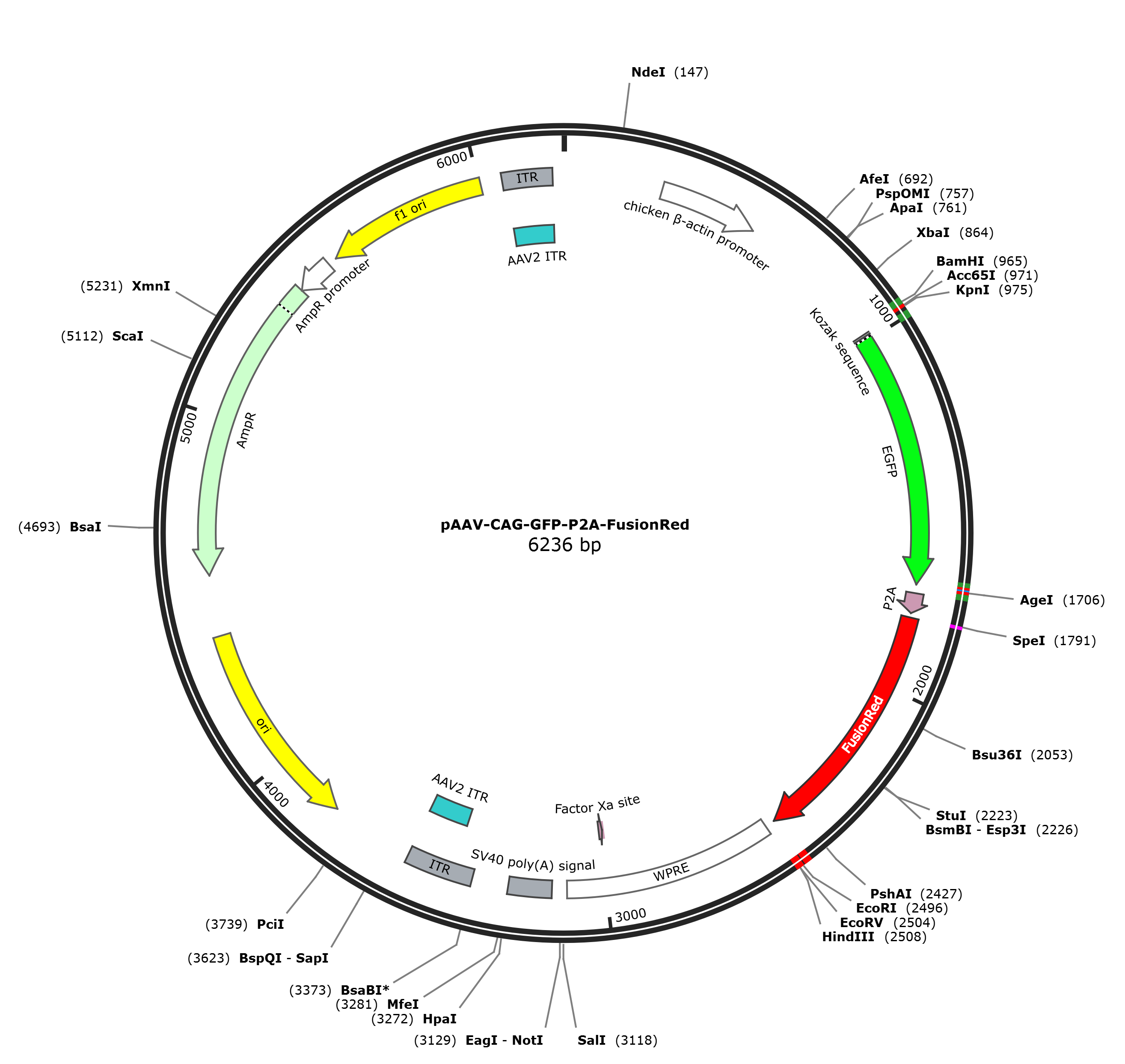 pAAV-CAG-GFP-P2A-FusionRed载体图谱