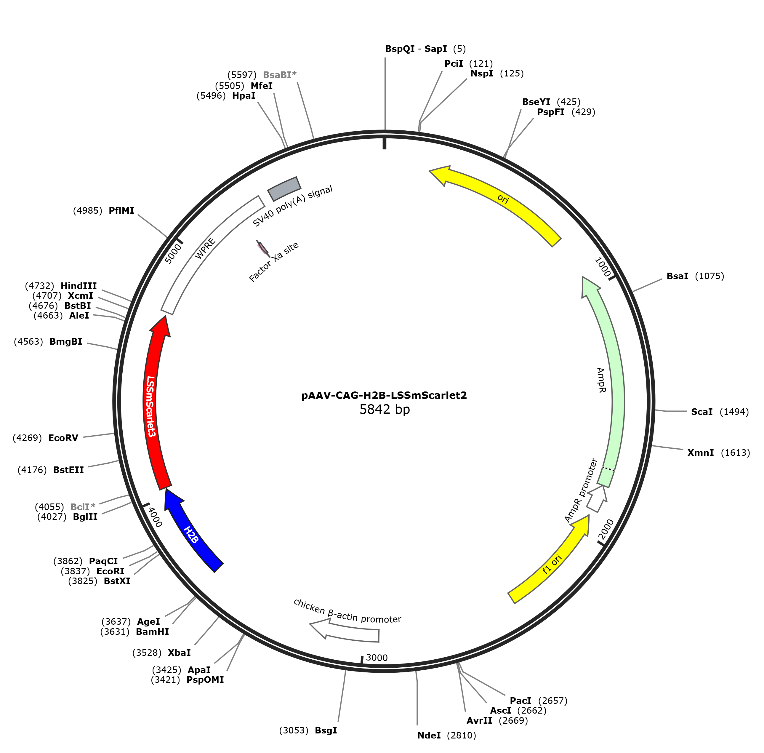 pAAV-CAG-H2B-LSSmScarlet2载体图谱