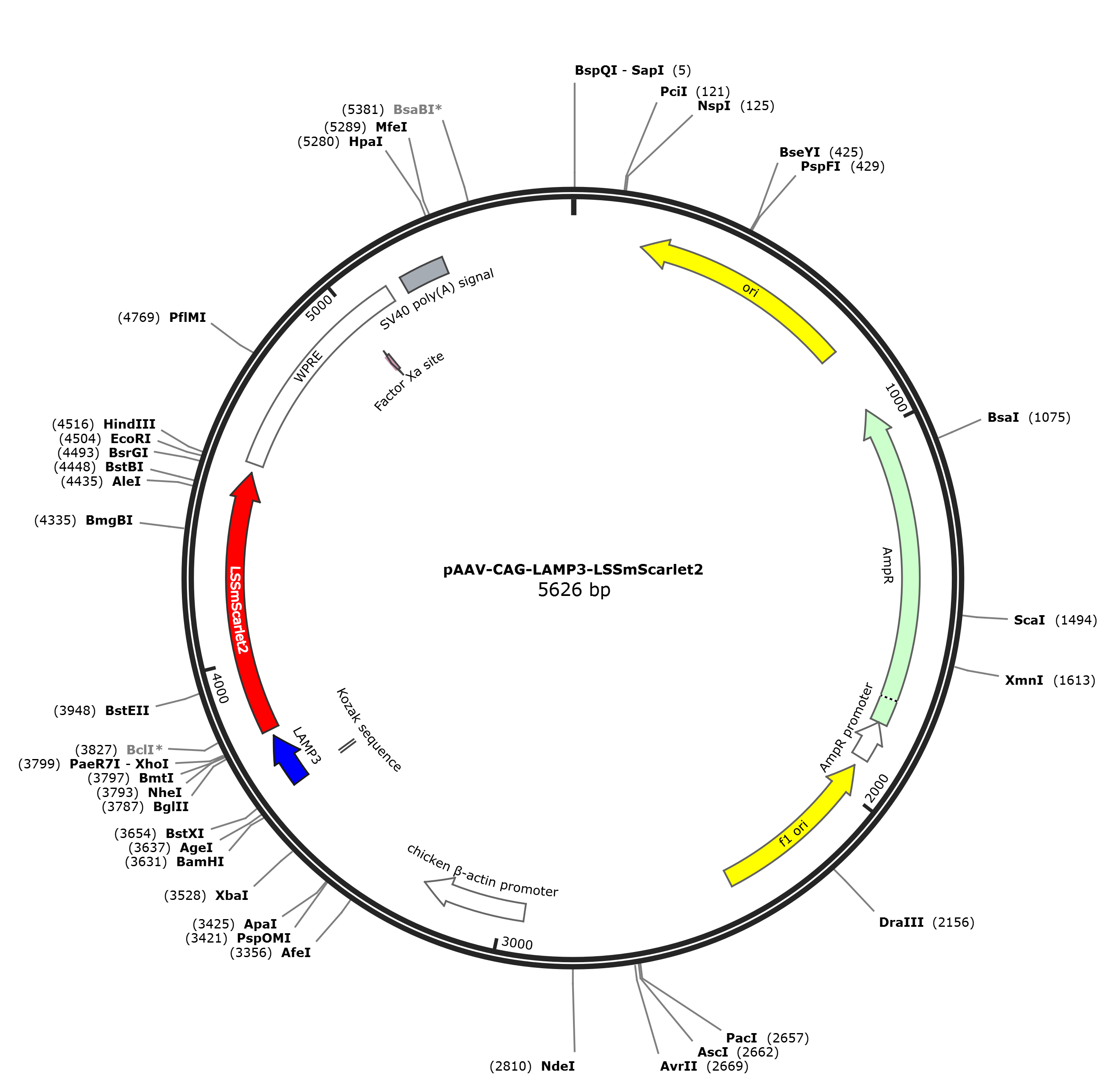 pAAV-CAG-LAMP3-LSSmScarlet2载体图谱