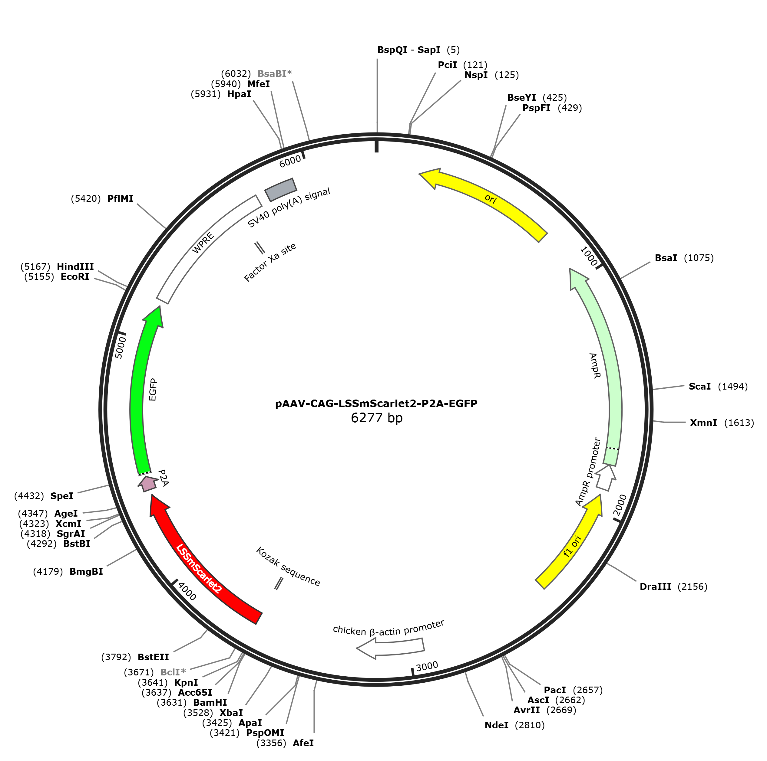 pAAV-CAG-LSSmScarlet2-P2A-EGFP载体图谱