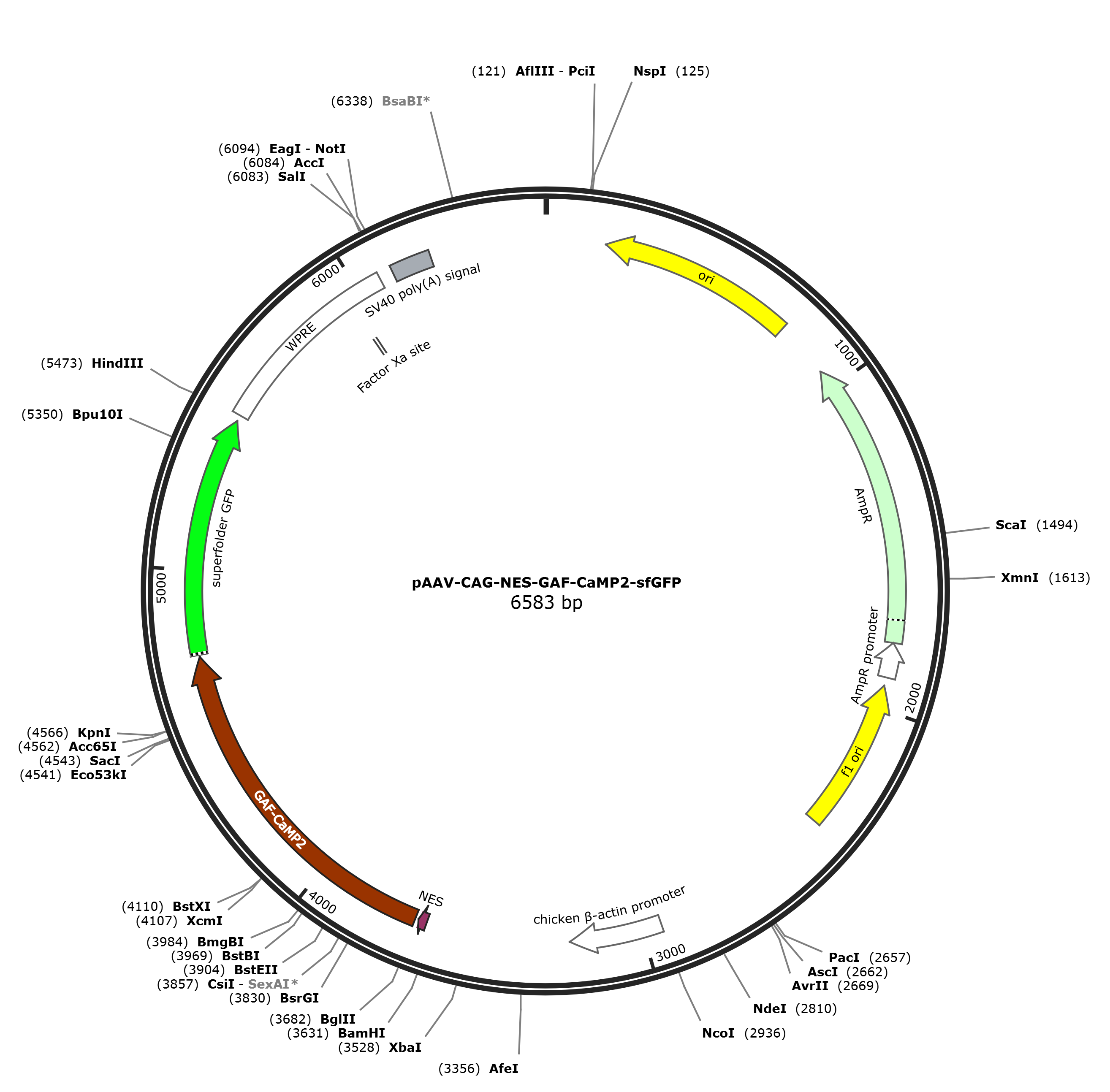 pAAV-CAG-NES-GAF-CaMP2-sfGFP载体图谱