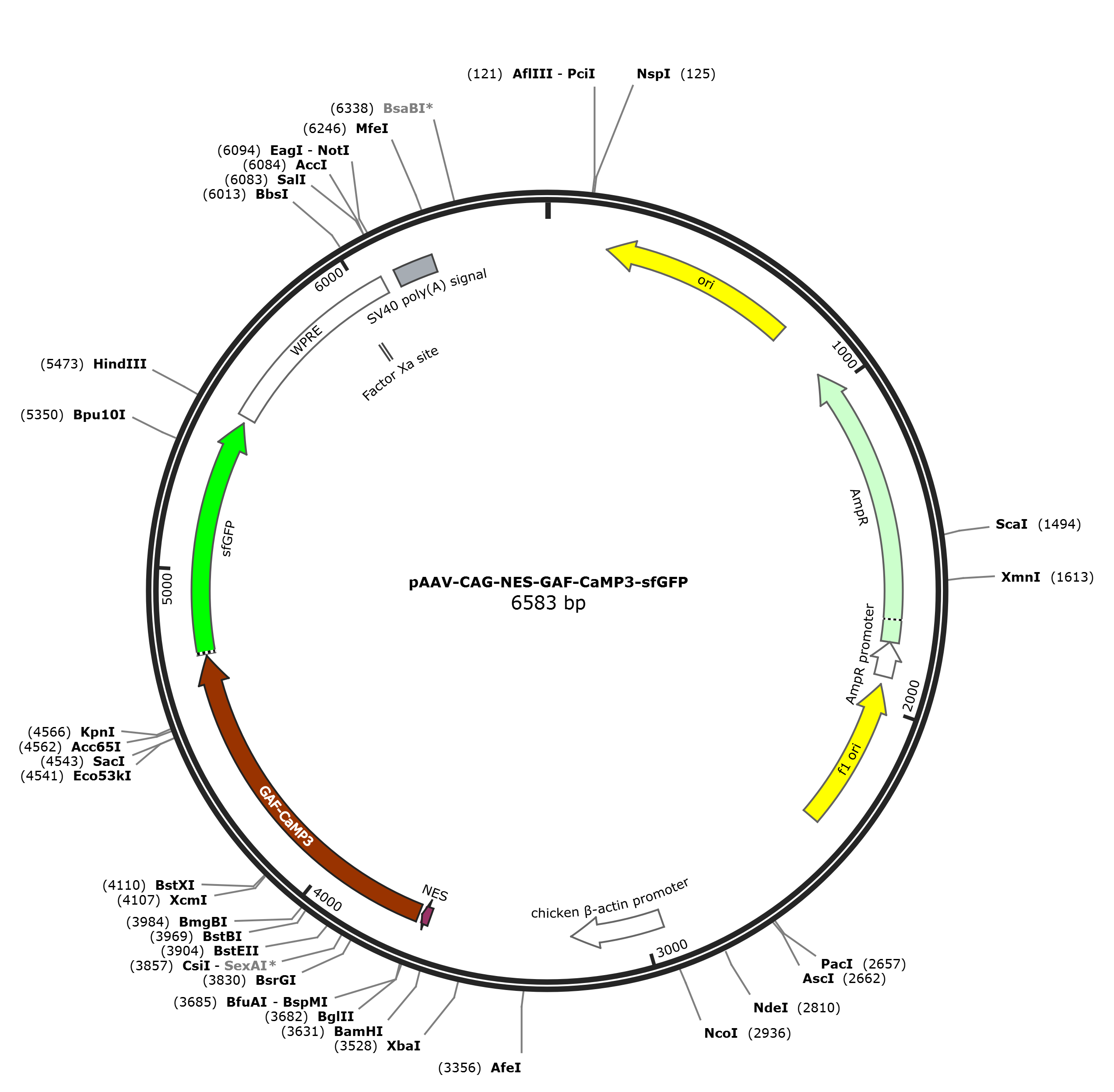 pAAV-CAG-NES-GAF-CaMP3-sfGFP载体图谱