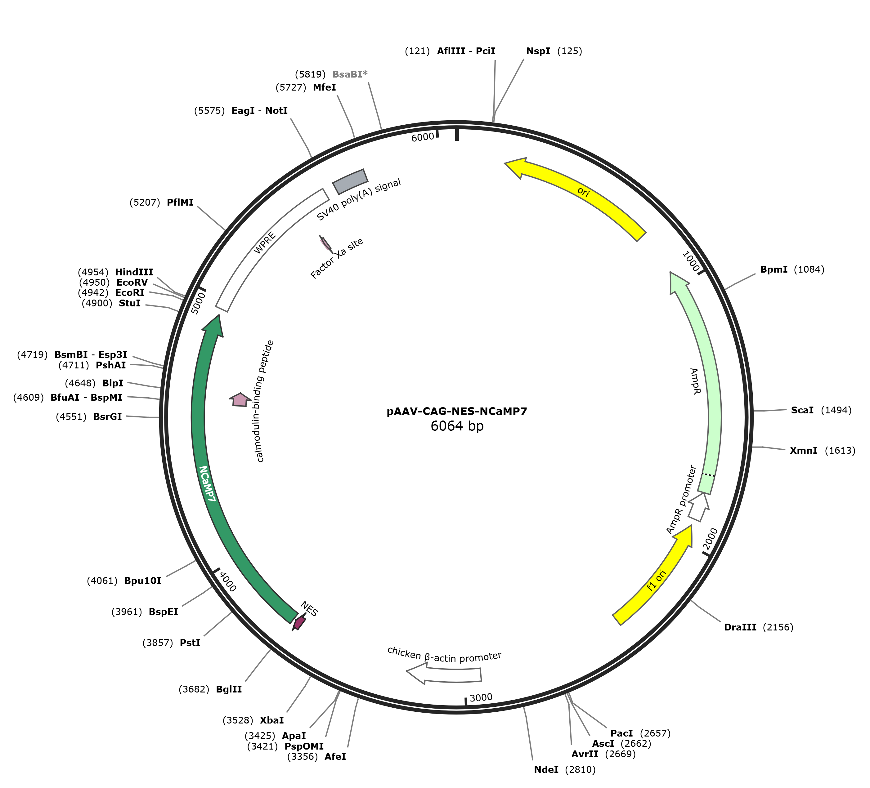 pAAV-CAG-NES-NCaMP7载体图谱
