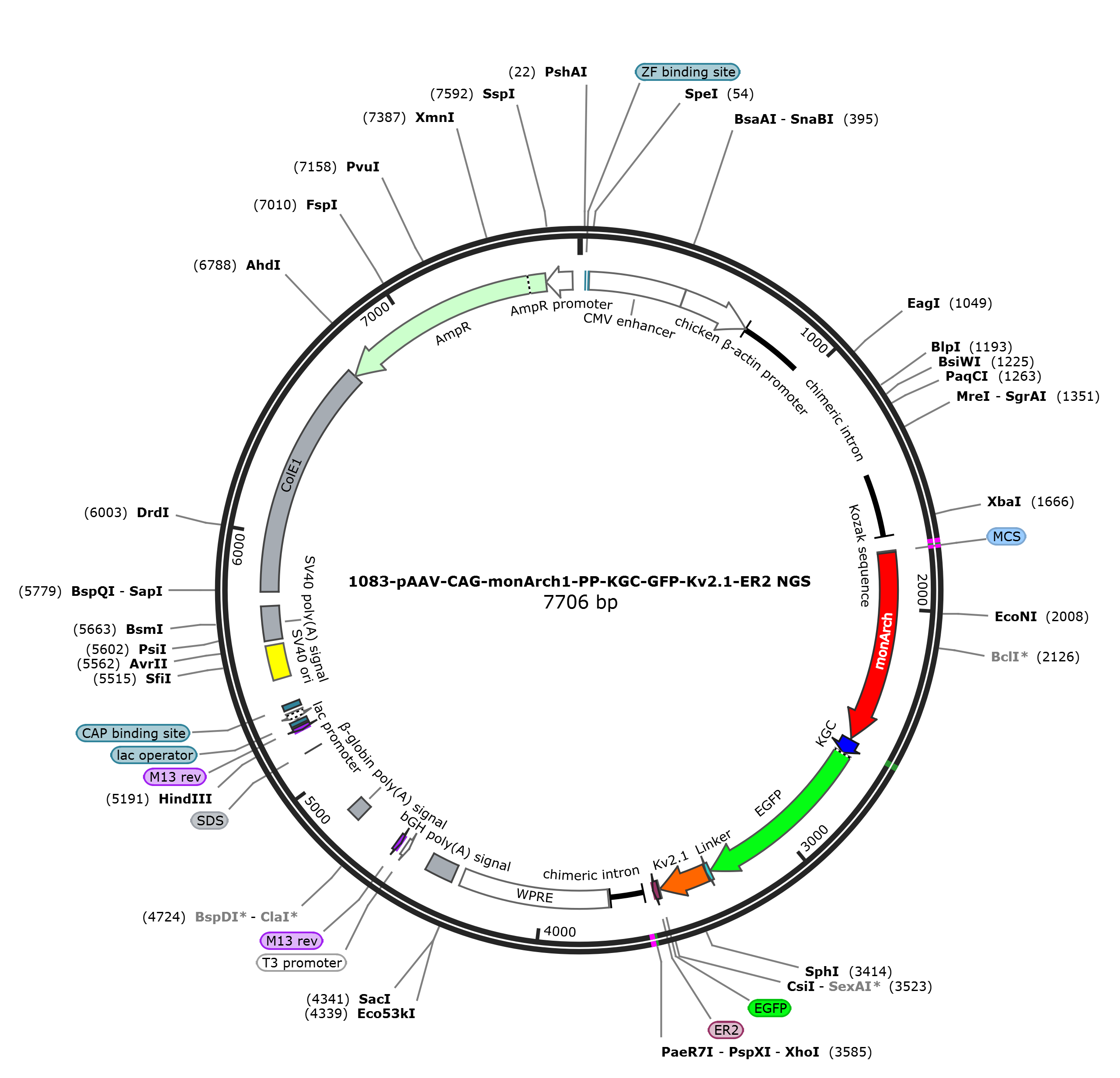 pAAV-CAG-monArch-PP-KGC-GFP-Kv2.1-ER2载体图谱