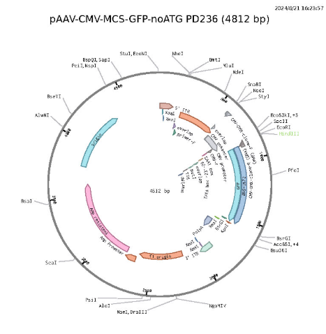 pAAV-CMV-MCS-noATG-GFP载体图谱