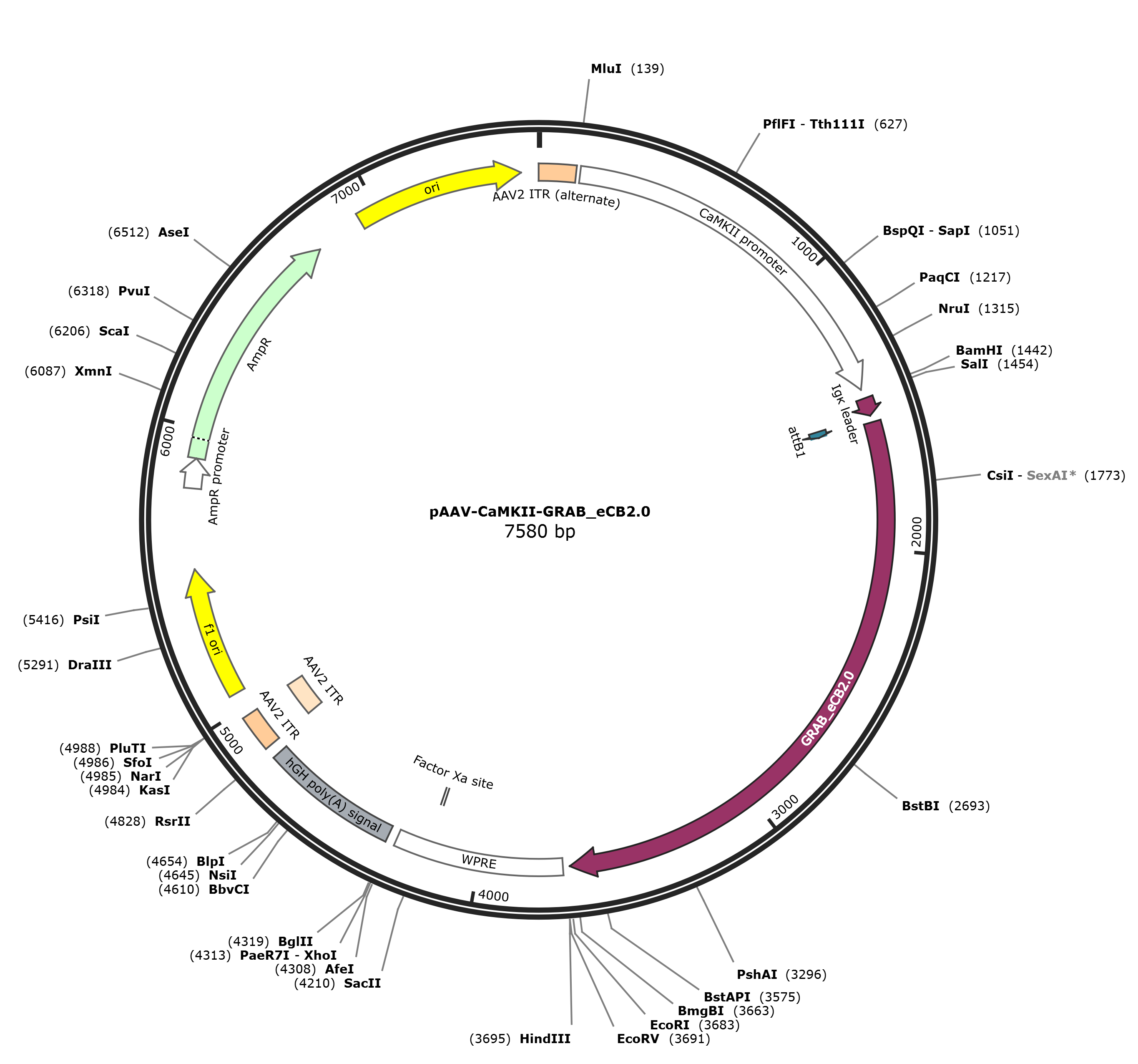 pAAV-CaMKII-GRAB_eCB2.0载体图谱