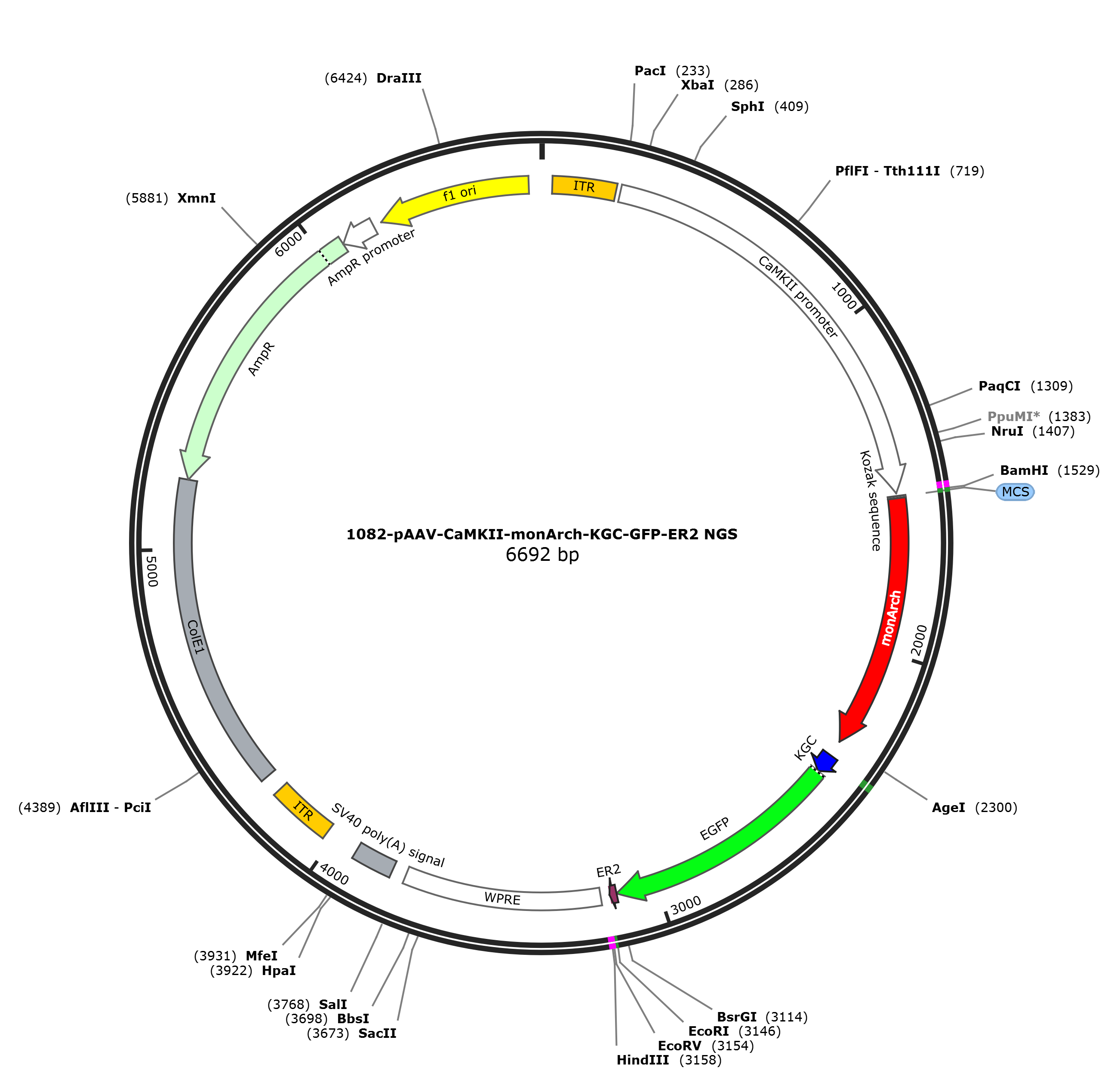 pAAV-CaMKII-monArch-KGC-GFP-ER2载体图谱