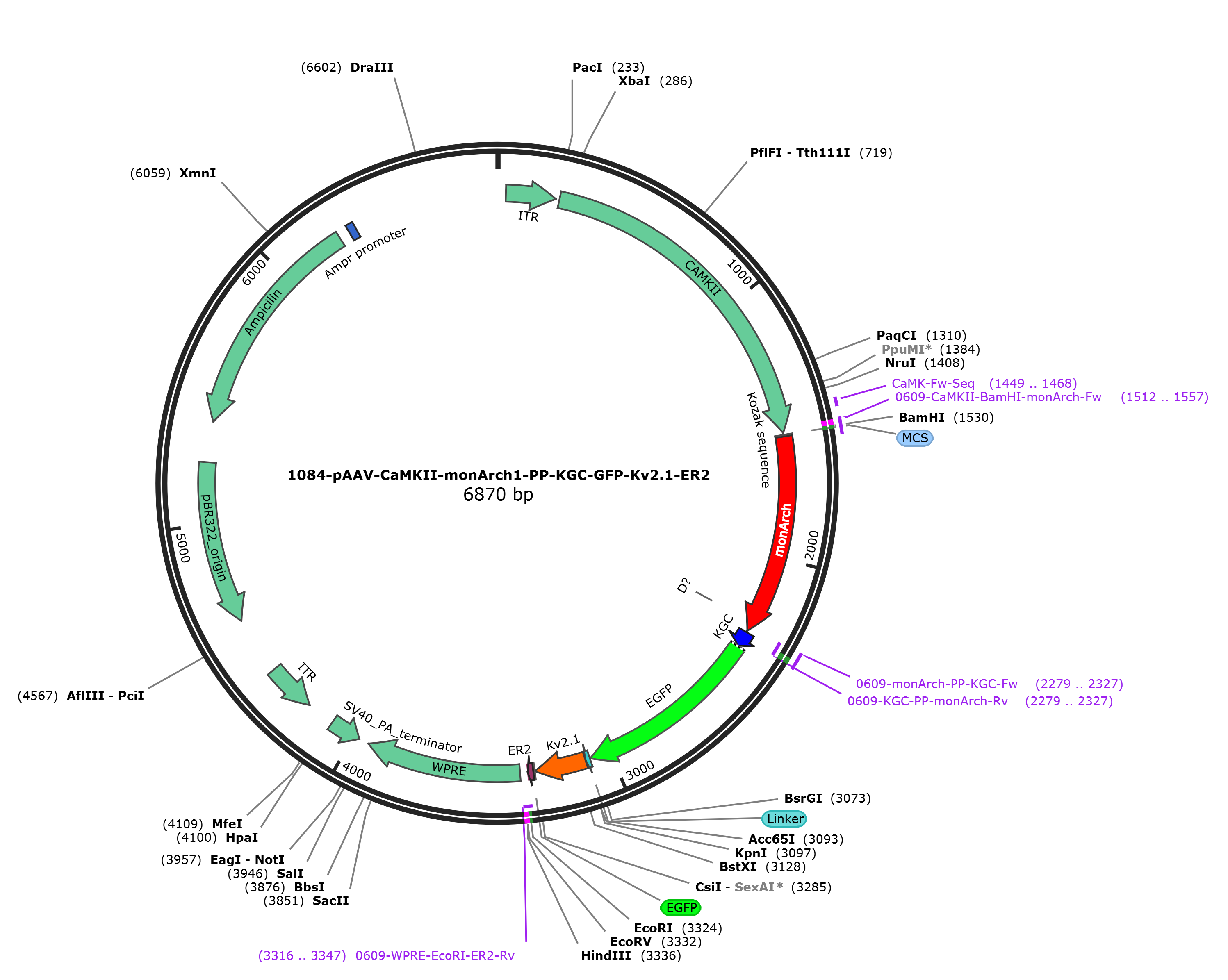 pAAV-CaMKII-monArch-PP-KGC-GFP-Kv2.1-ER2载体图谱