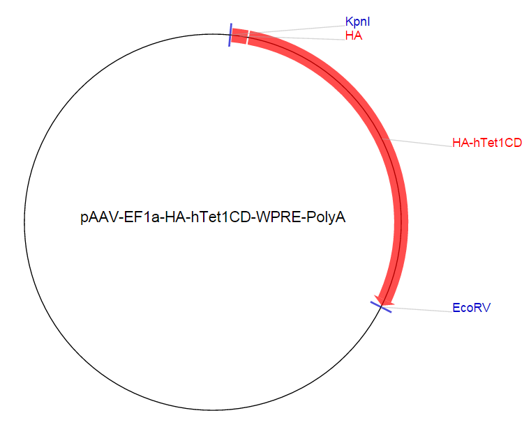 pAAV-EF1a-HA-hTet1CD-WPRE-PolyA载体图谱