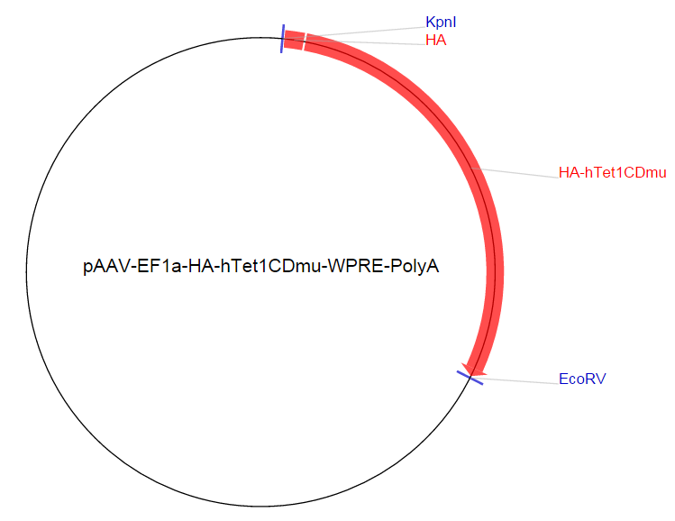 pAAV-EF1a-HA-hTet1CDmu-WPRE-PolyA载体图谱