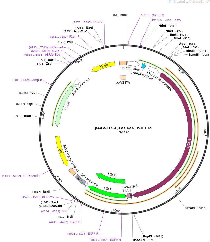 pAAV-EFS-CjCas9-eGFP-HIF1a载体图谱