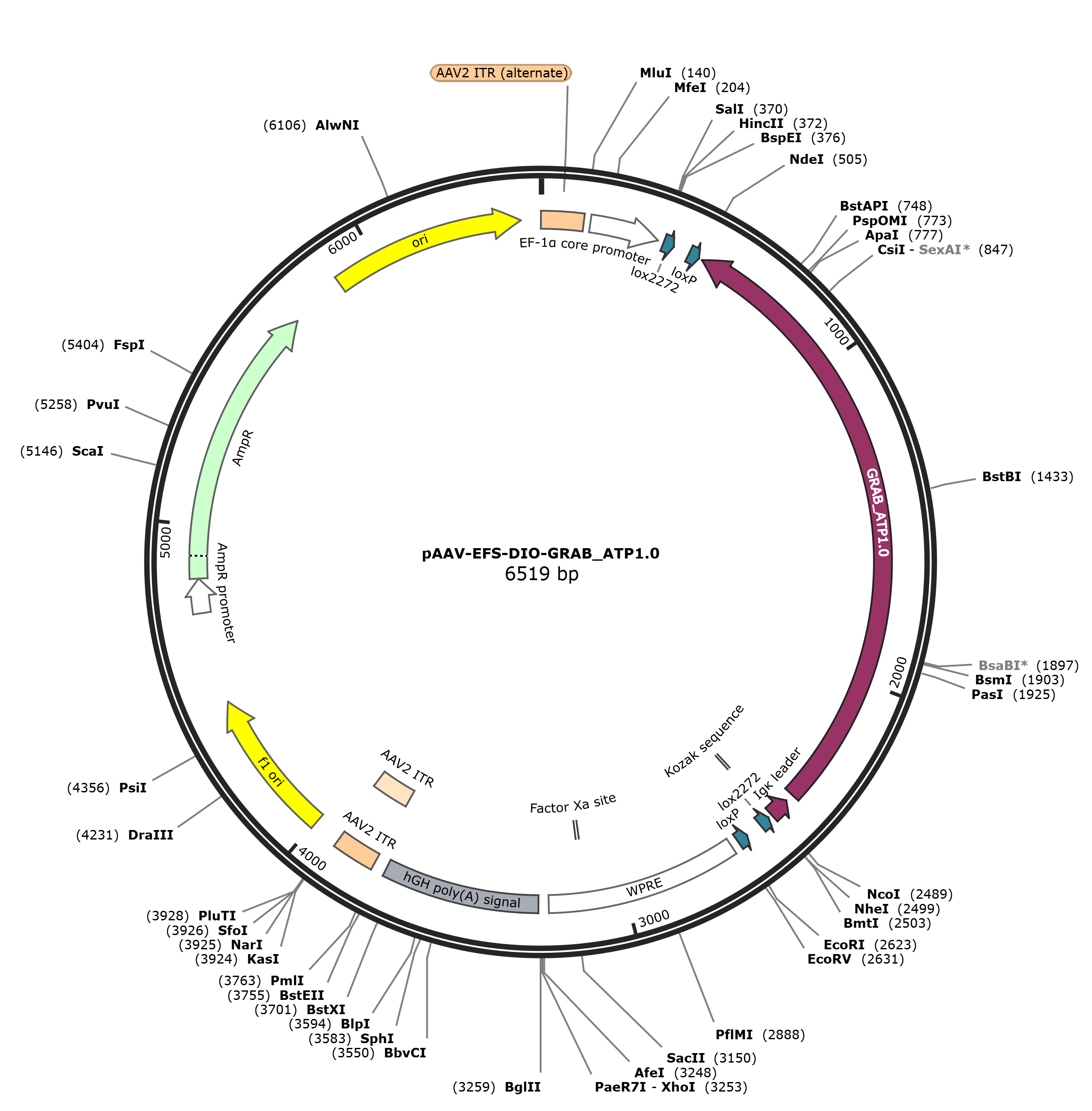 pAAV-EFS-DIO-GRAB_ATP1.0载体图谱