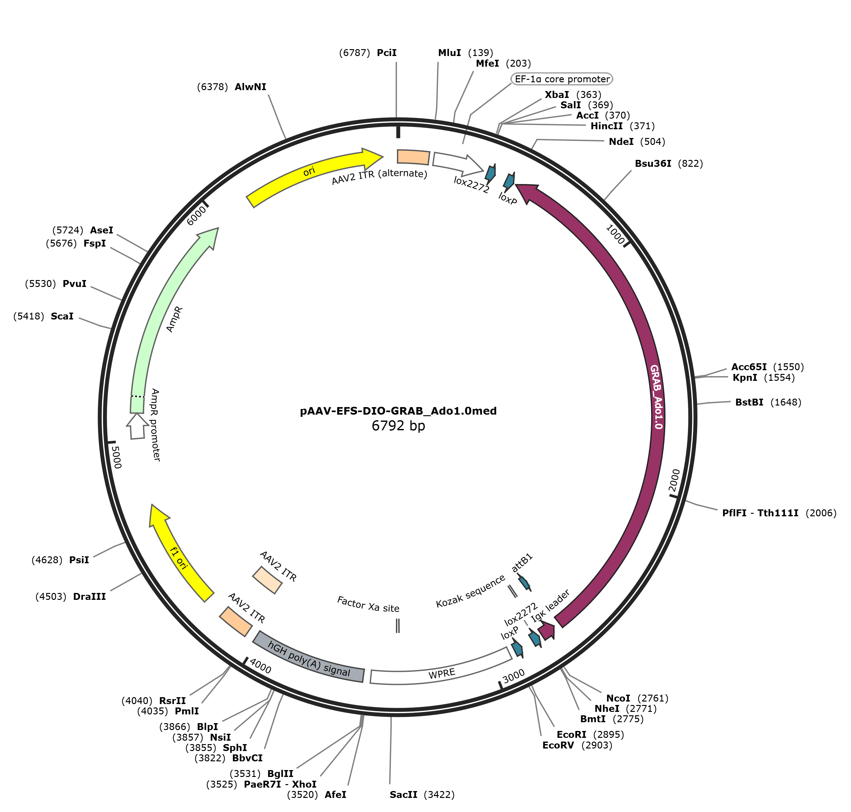 pAAV-EFS-DIO-GRAB_Ado1.0med载体图谱