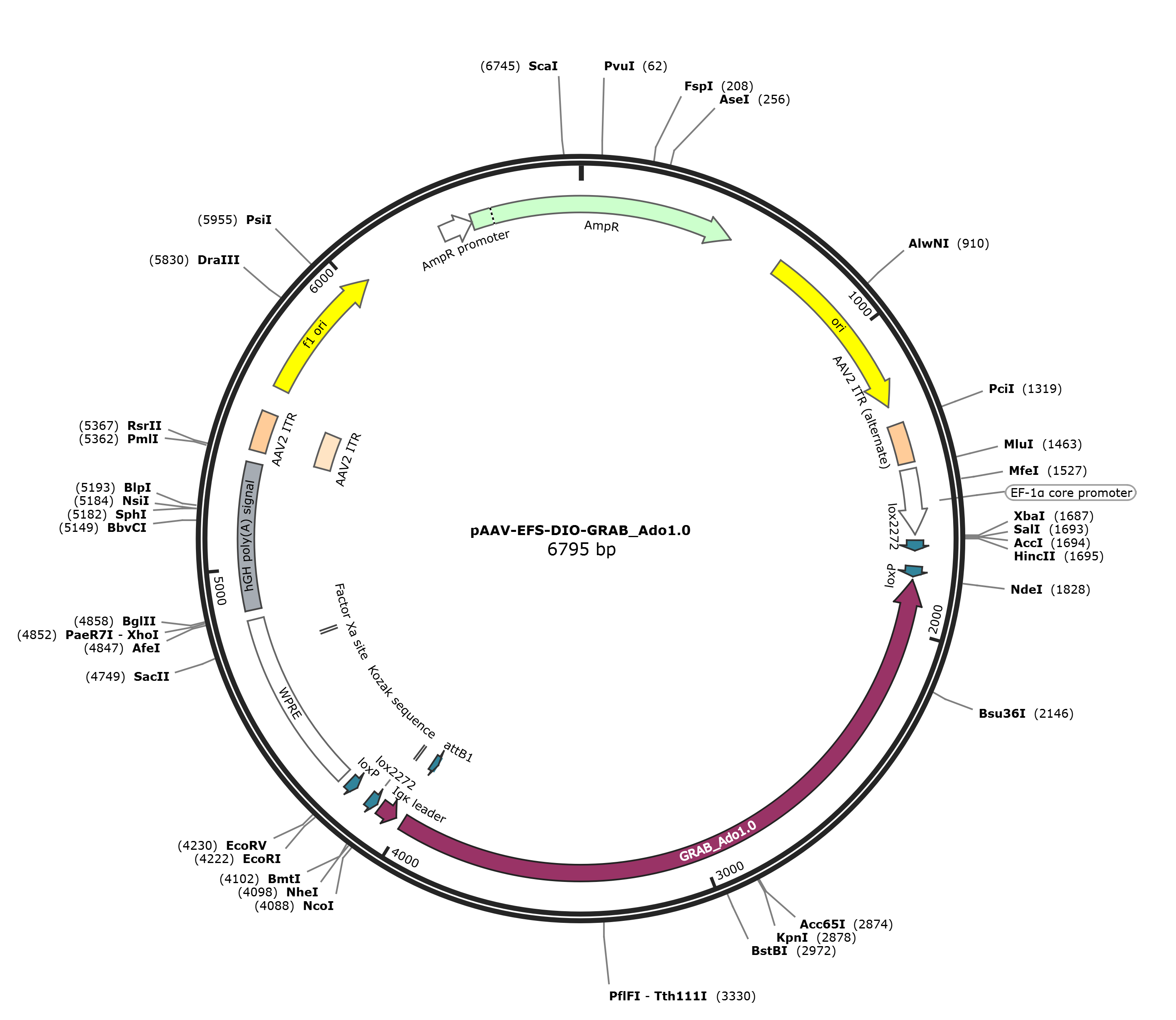 pAAV-EFS-DIO-GRAB_Ado1.0载体图谱