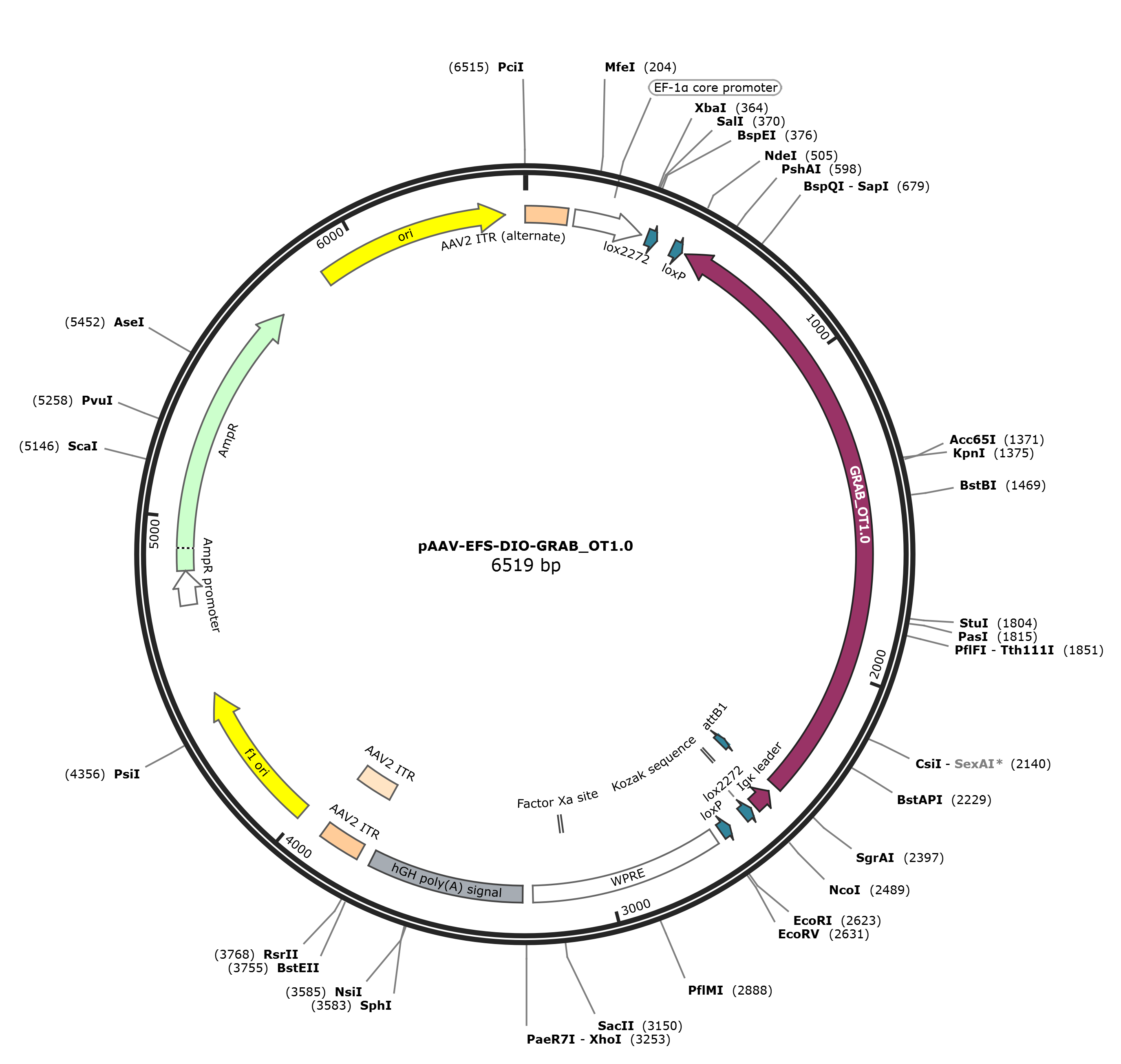 pAAV-EFS-DIO-GRAB_OT1.0载体图谱