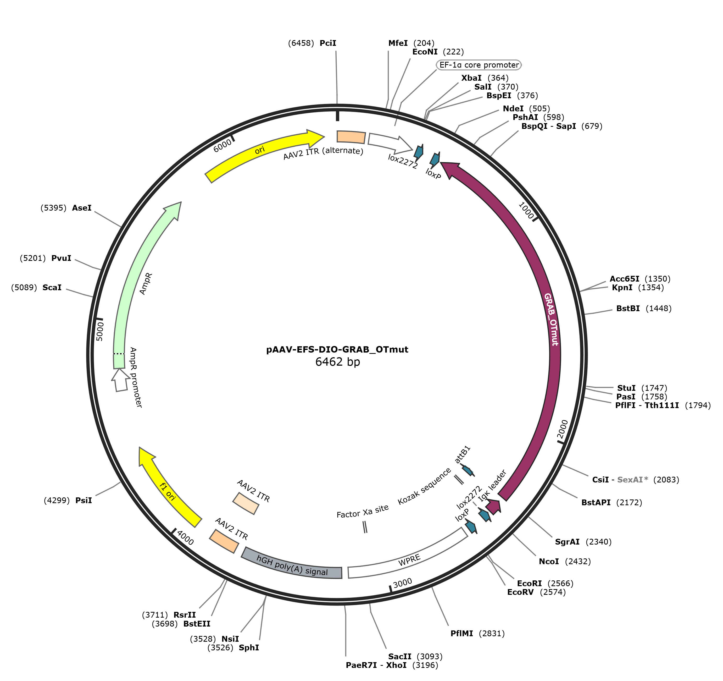 pAAV-EFS-DIO-GRAB_OTmut载体图谱