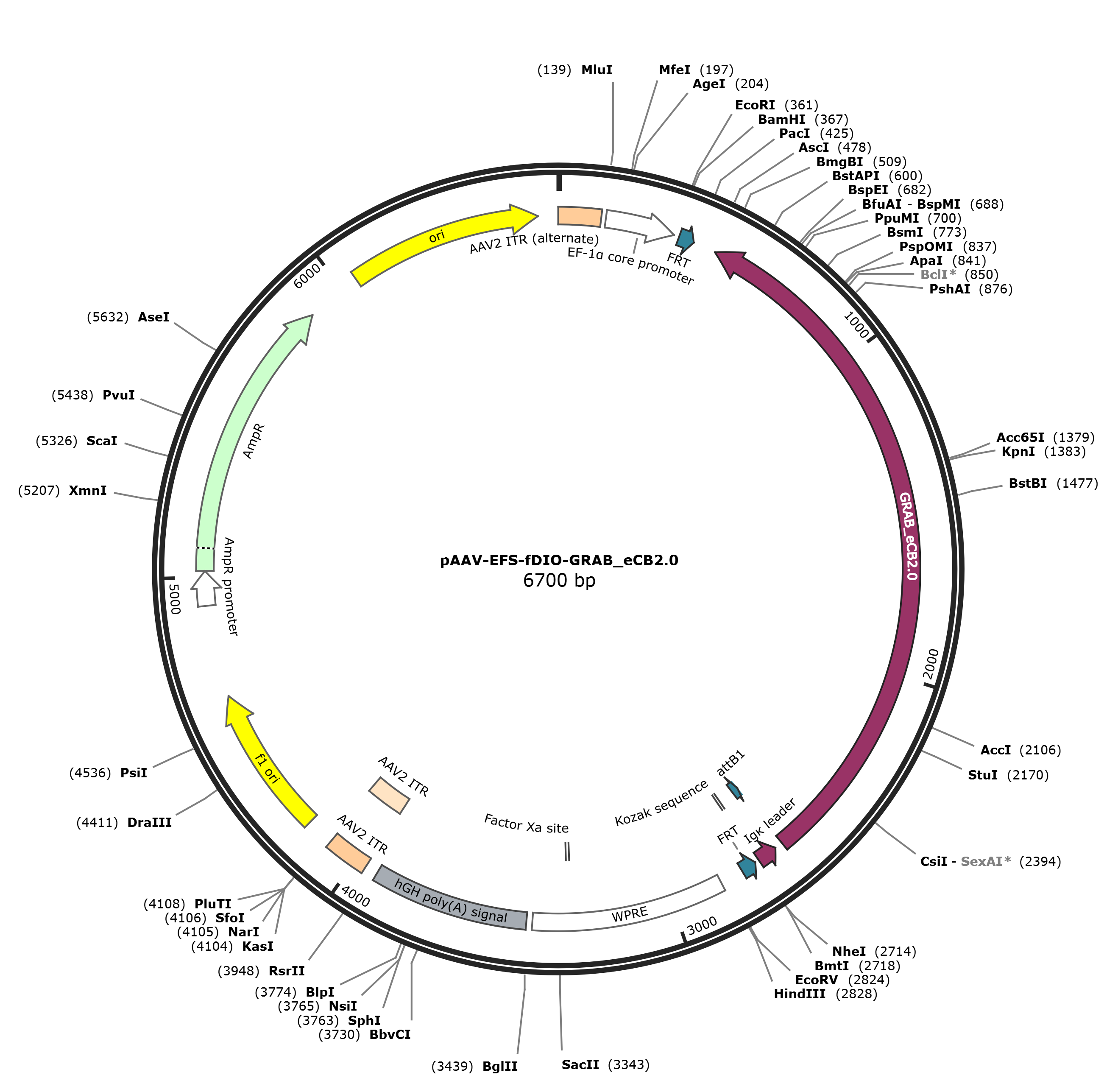 pAAV-EFS-fDIO-GRAB_eCB2.0载体图谱