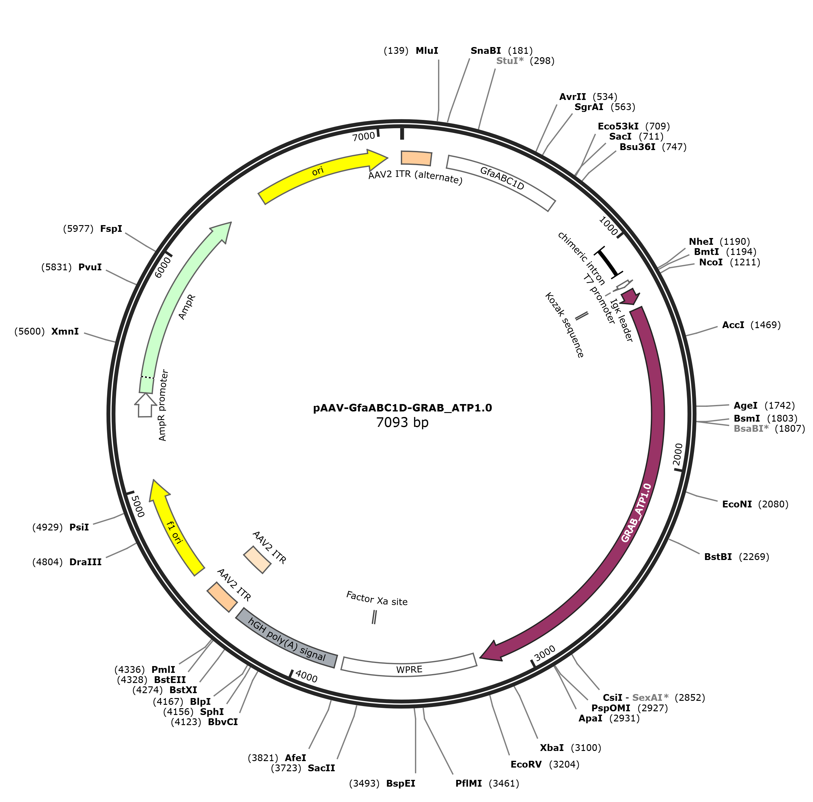 pAAV-GfaABC1D-GRAB_ATP1.0载体图谱