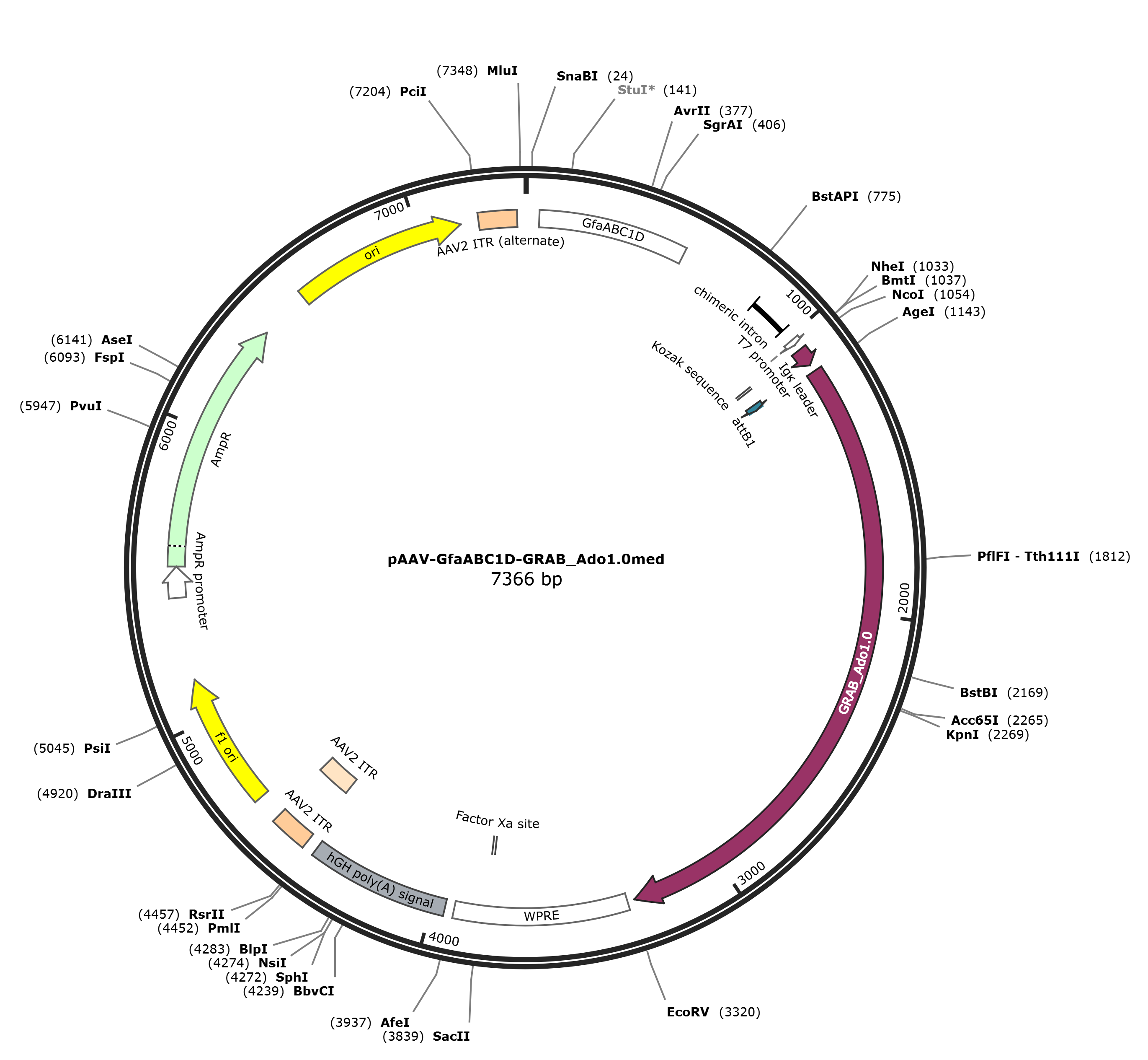 pAAV-GfaABC1D-GRAB_Ado1.0med载体图谱