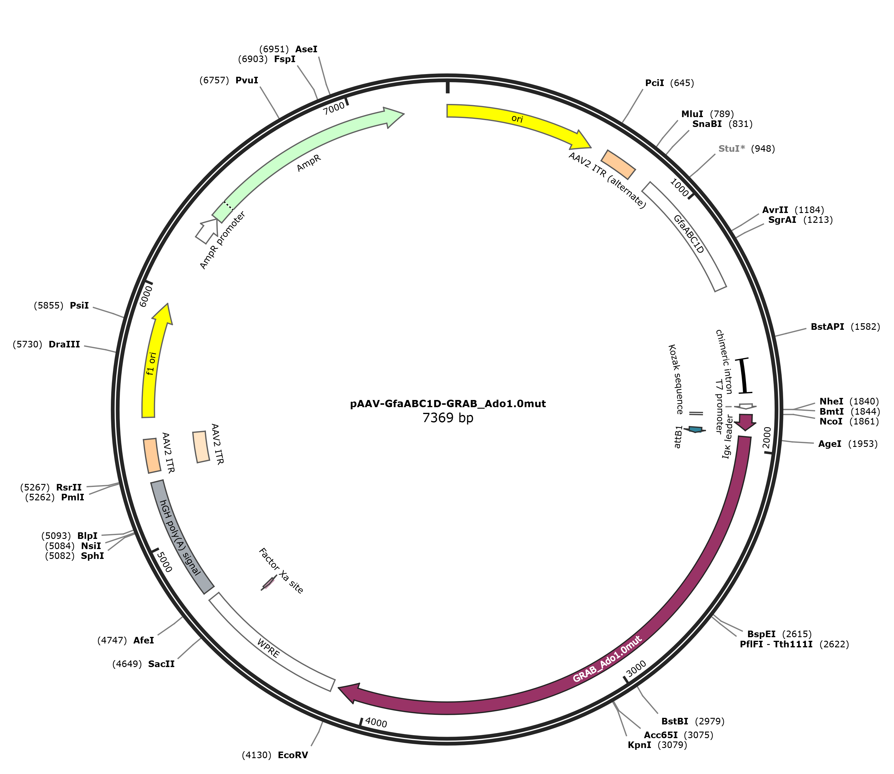 pAAV-GfaABC1D-GRAB_Ado1.0mut载体图谱