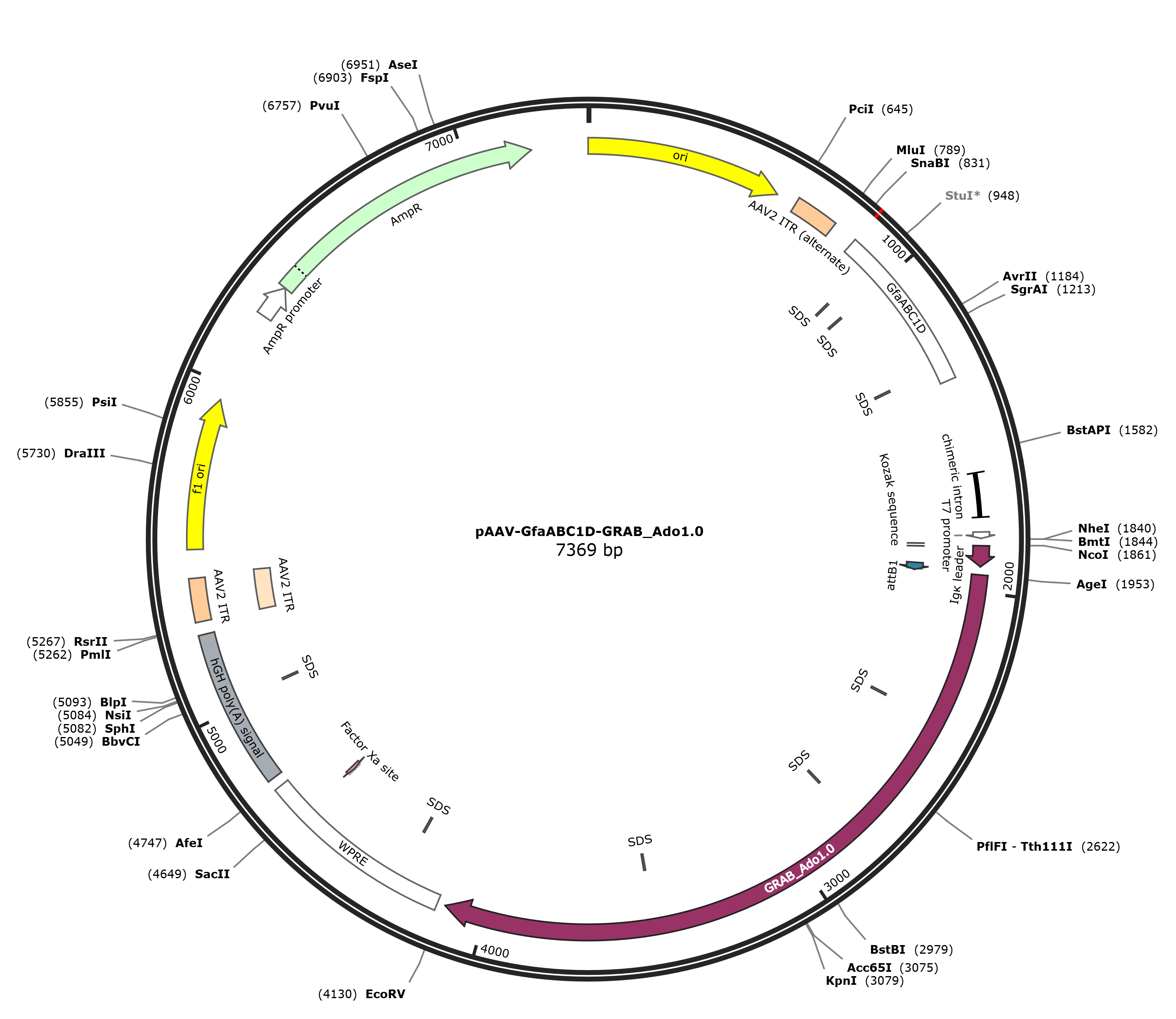 pAAV-GfaABC1D-GRAB_Ado1.0载体图谱