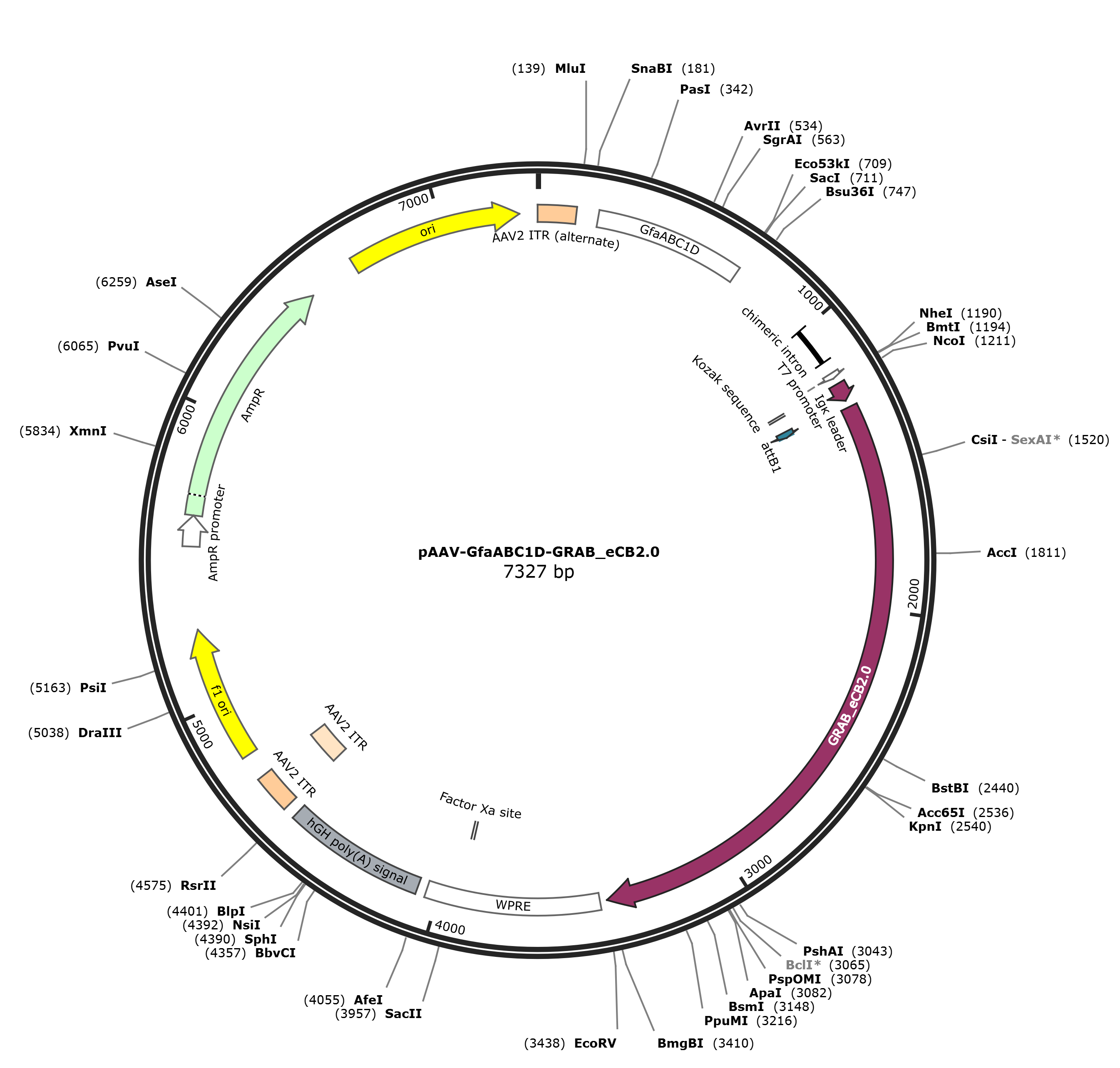 pAAV-GfaABC1D-GRAB_eCB2.0载体图谱