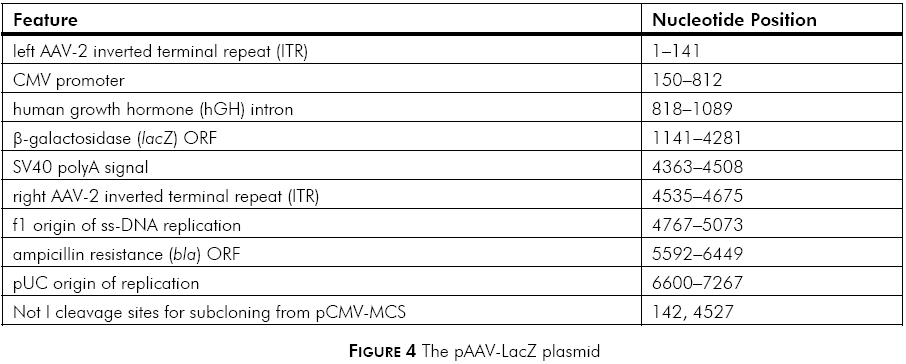 pAAV-LacZ载体特征