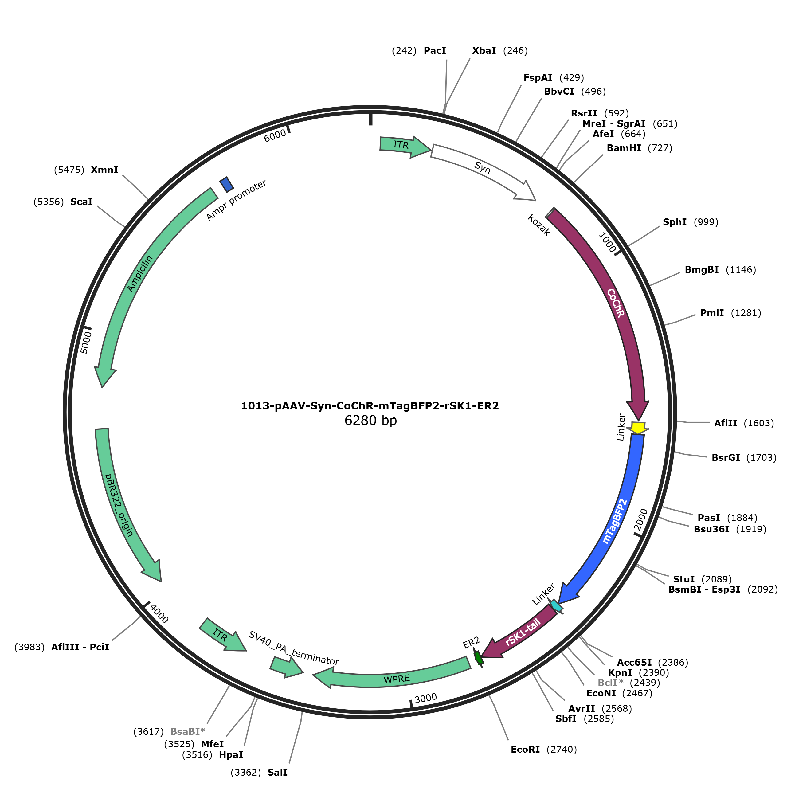 pAAV-Syn-CoChR-mTagBFP2-rSK1-ER2载体图谱