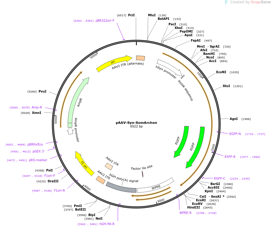 pAAV-Syn-SomArchon载体图谱