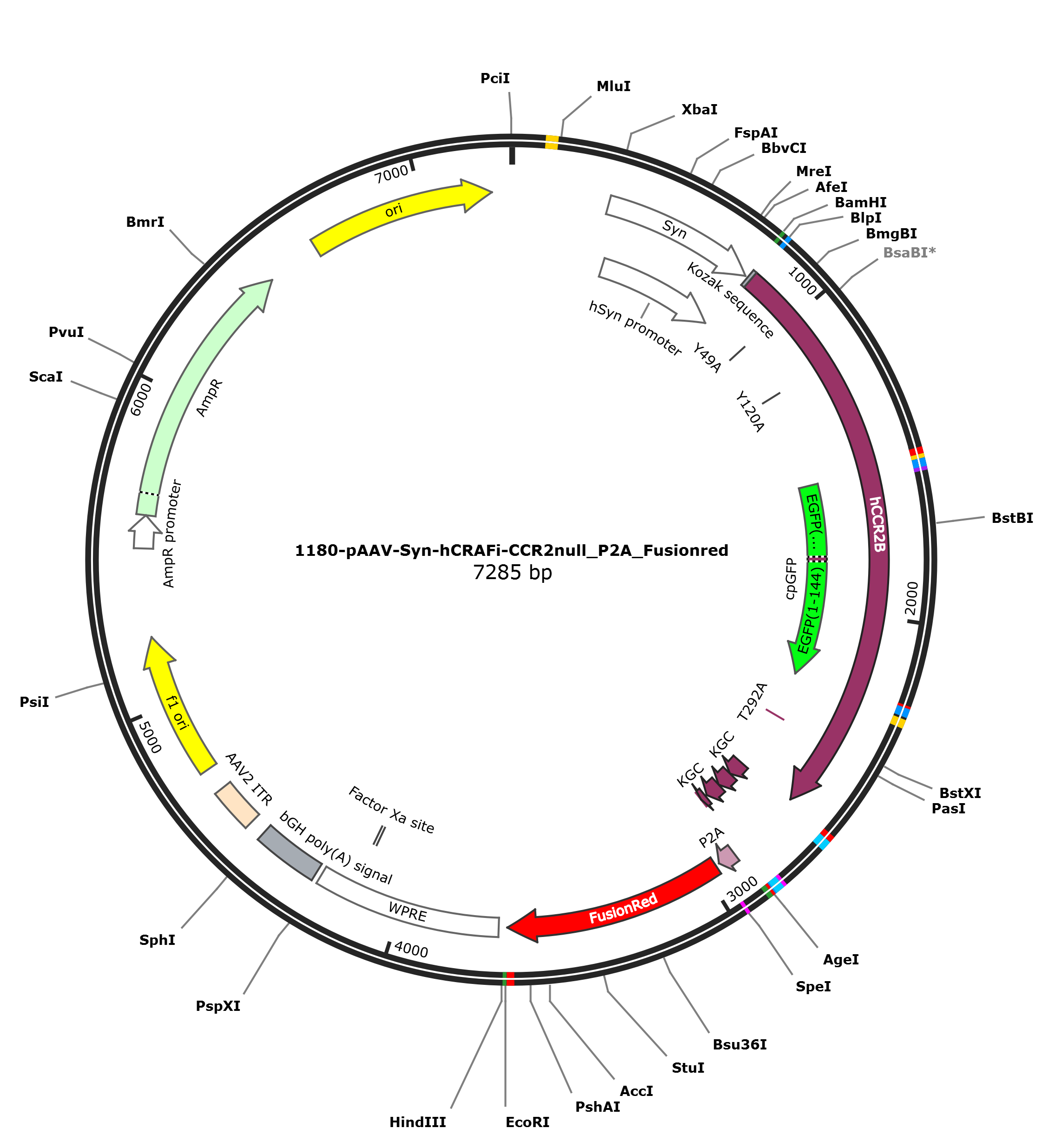 pAAV-Syn-hCRAFi-CCR2null_P2A_Fusionred载体图谱