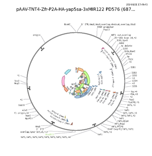 pAAV-TNT4-Zfr-P2A-HA-YAP5SA-3xMIR122载体图谱