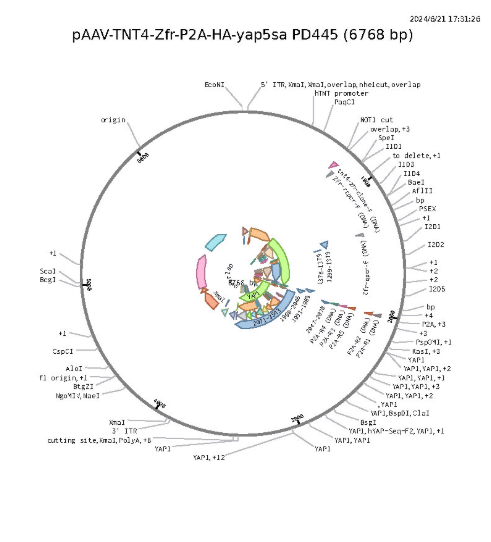 pAAV-TNT4-Zfr-P2A-HA-YAP5SA载体图谱