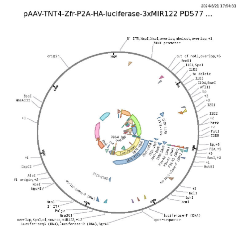 pAAV-TNT4-Zfr-P2A-HA-luciferase-3xMIR122载体图谱