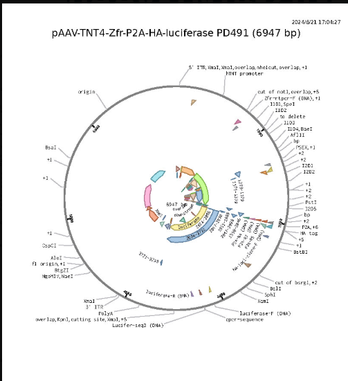 pAAV-TNT4-Zfr-P2A-HA-luciferase载体图谱