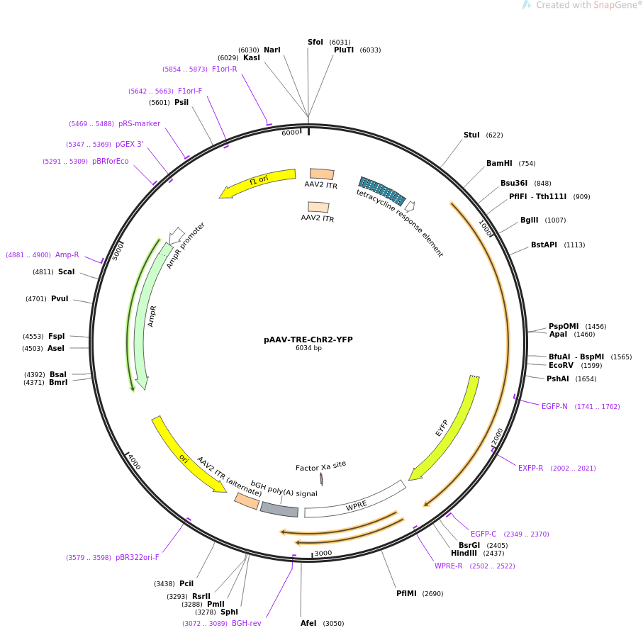 pAAV-TRE-ChR2-YFP质粒图谱