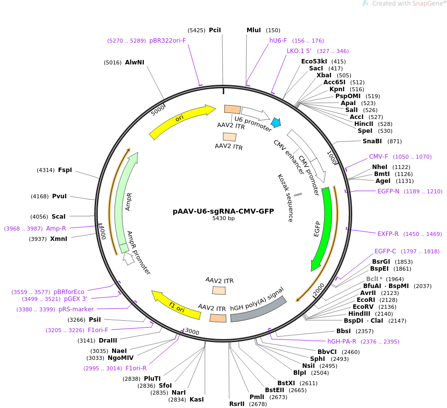 pAAV-U6-sgRNA-CMV-GFP质粒图谱