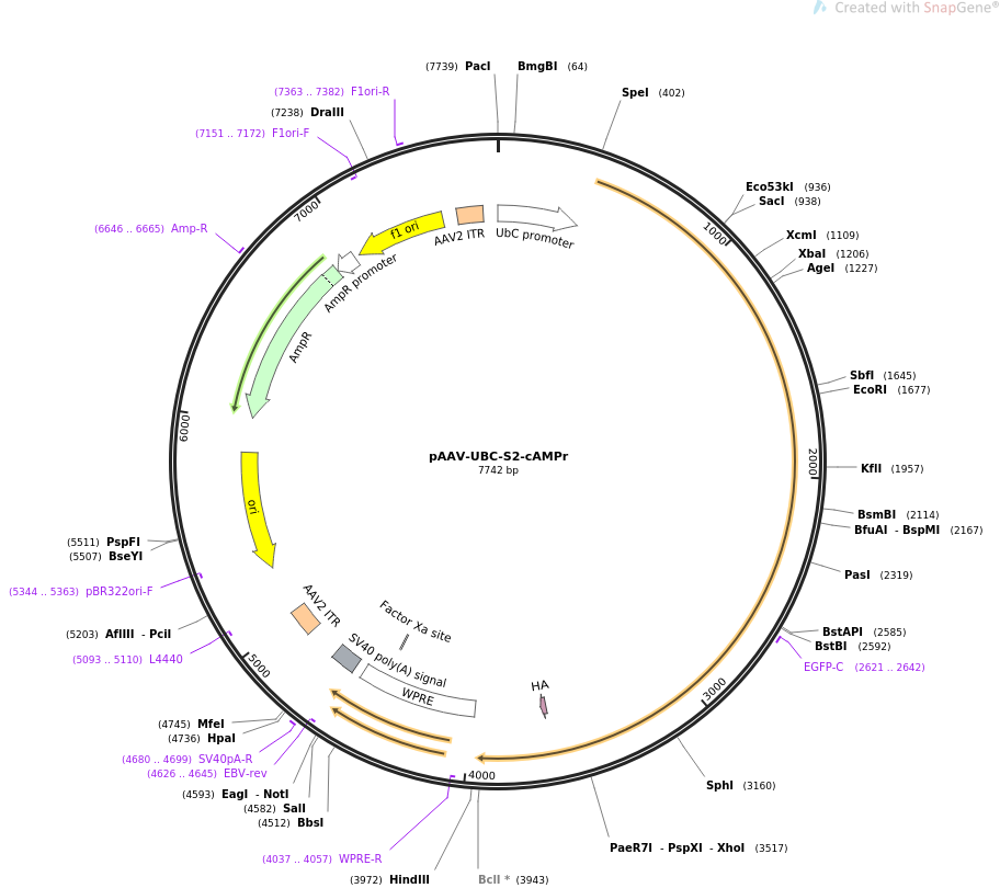 pAAV-UBC-S2-cAMPr载体图谱