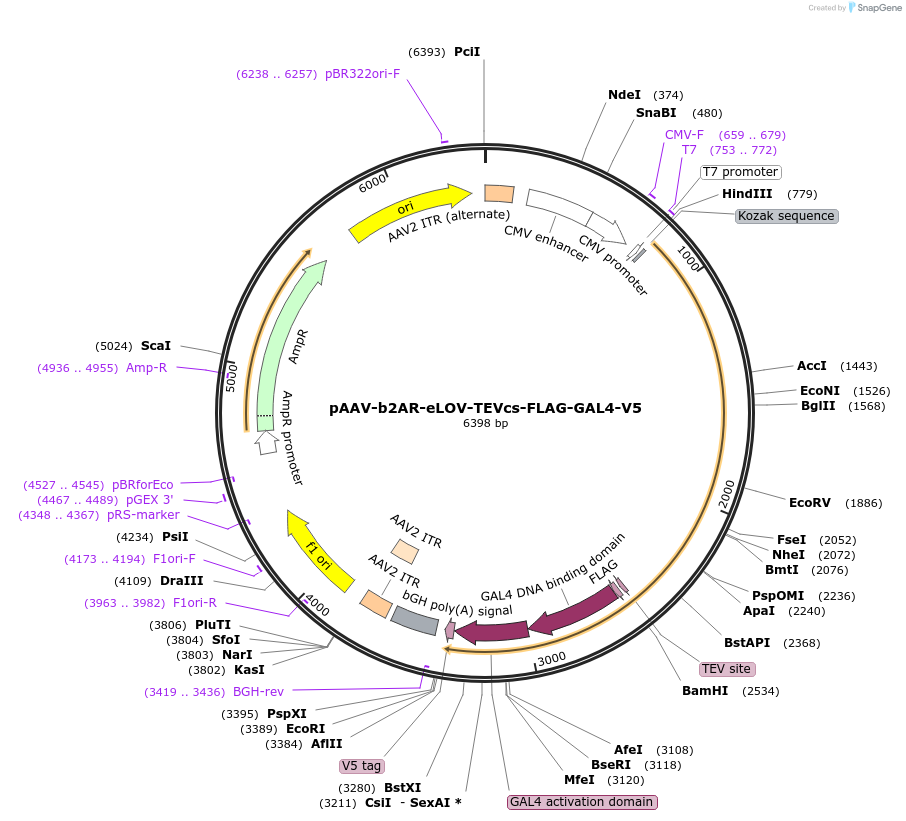pAAV-b2AR-eLOV-TEVcs-FLAG-GAL4-V5载体图谱