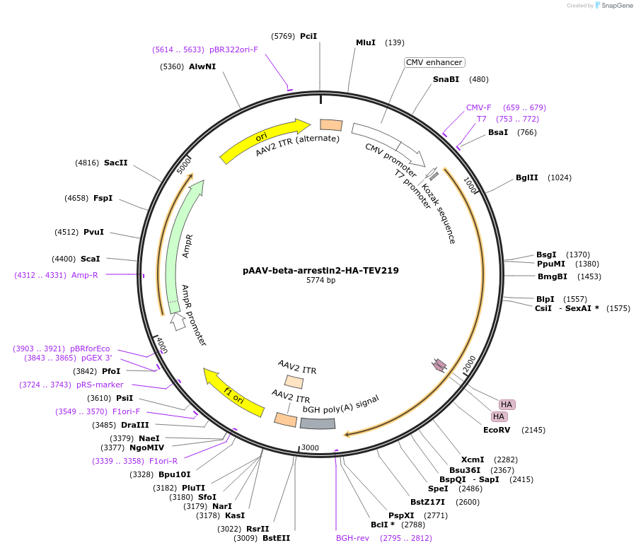 pAAV-beta-arrestin2-HA-TEV219载体图谱