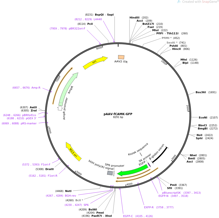 pAAV-fCAMK-GFP质粒图谱