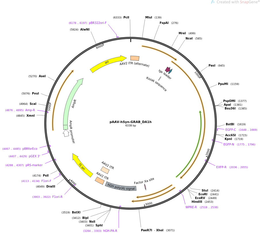 pAAV-hSyn-DA1h载体图谱