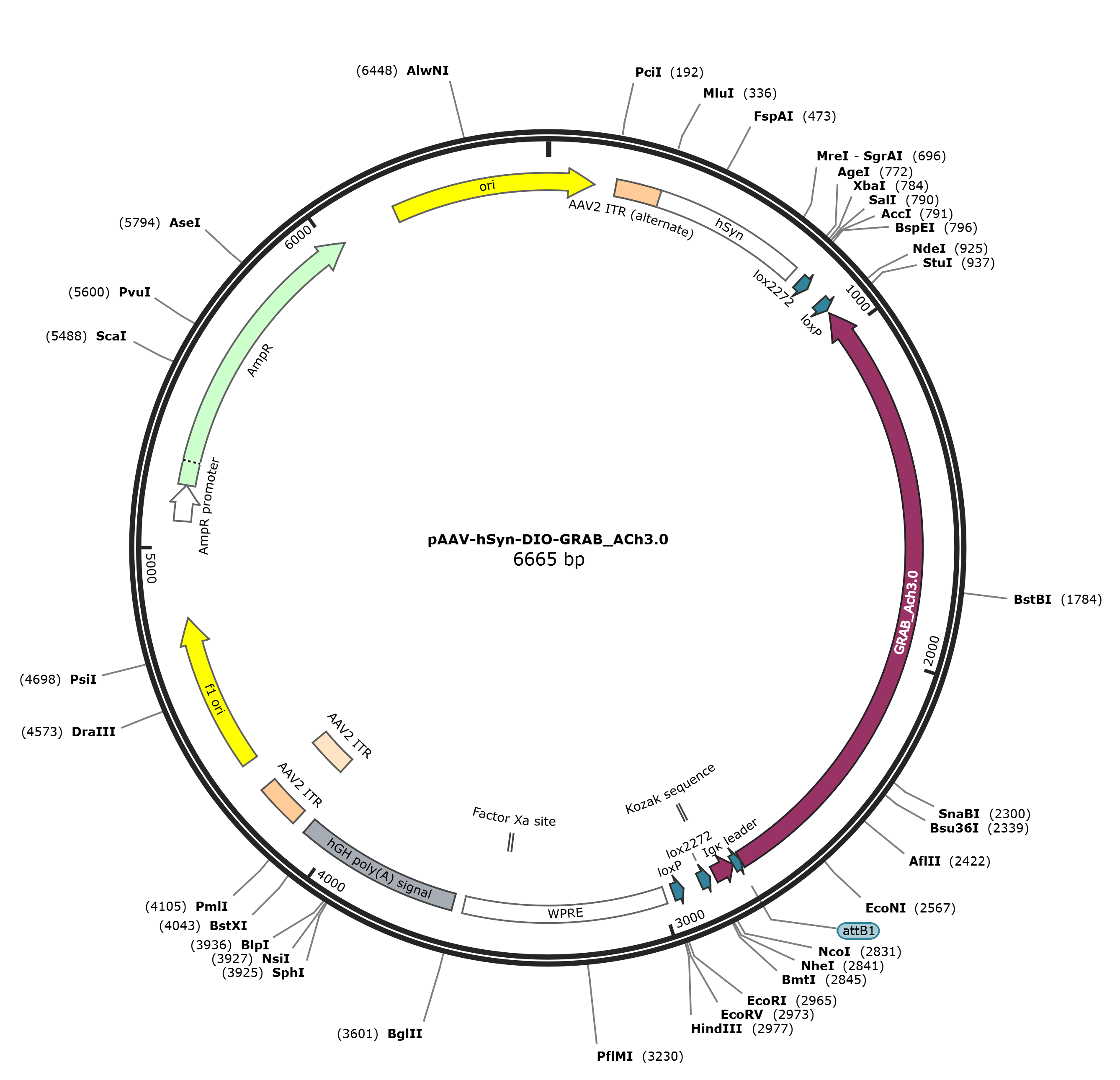 pAAV-hSyn-DIO-GRAB_ACh3.0载体图谱