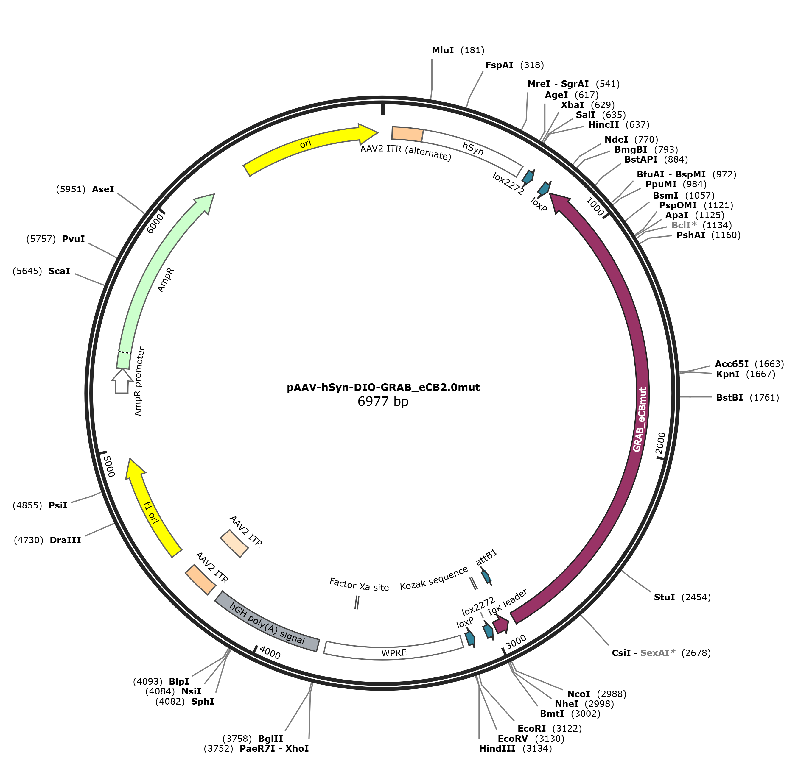 pAAV-hSyn-DIO-GRAB_eCB2.0mut载体图谱