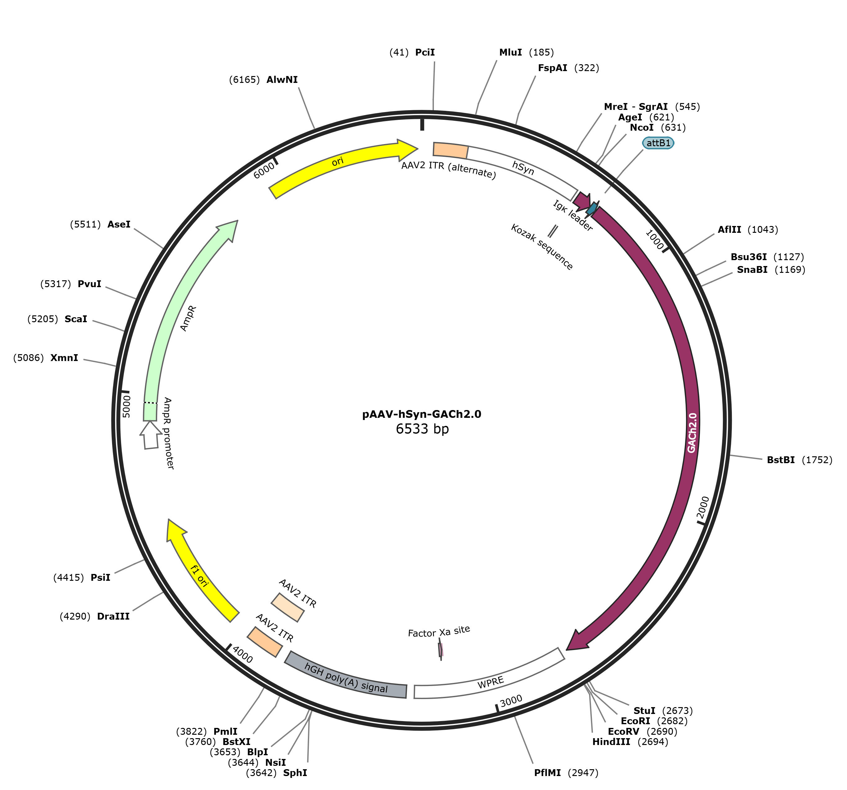 pAAV-hSyn-GACh2.0载体图谱