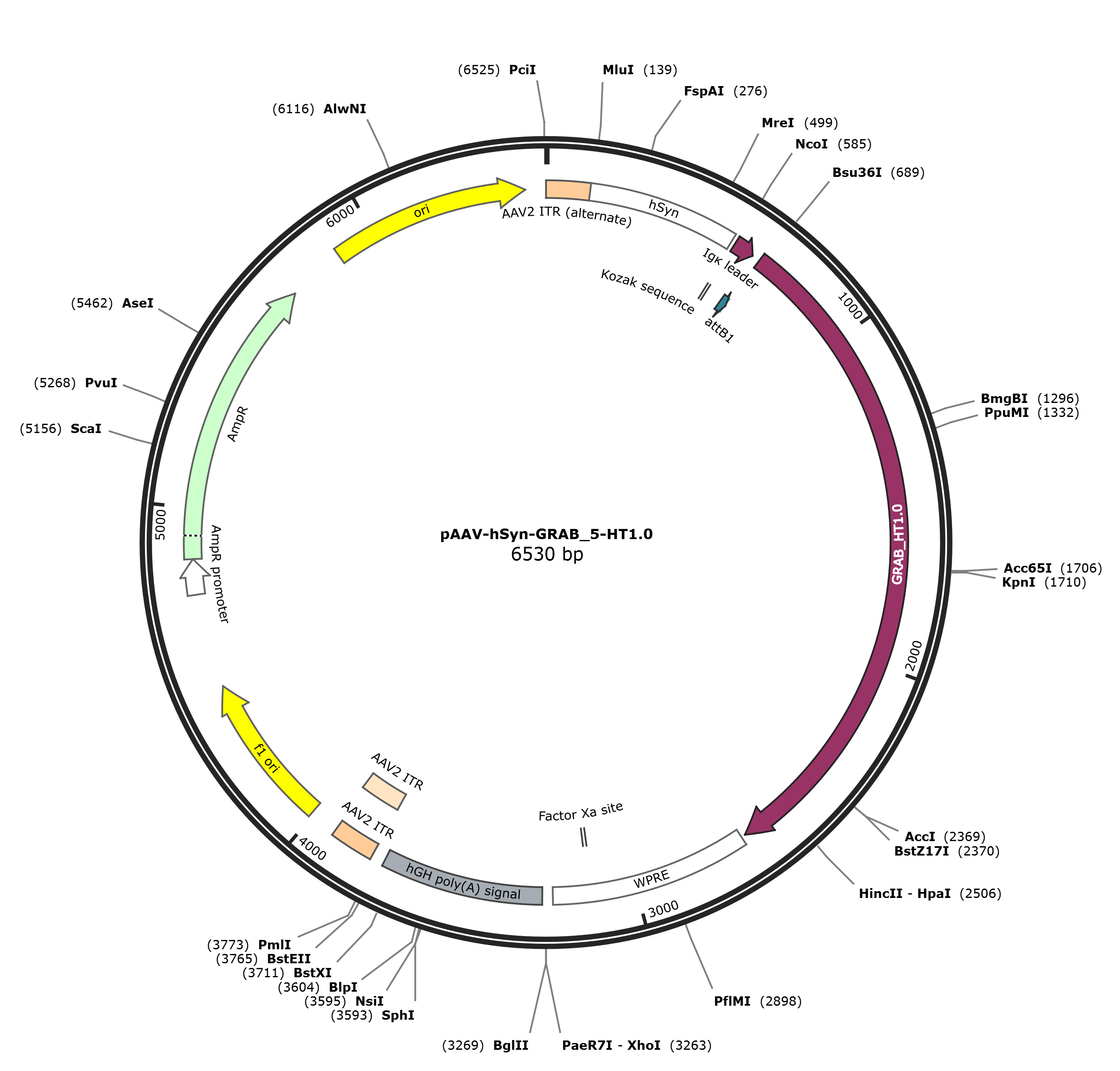 pAAV-hSyn-GRAB_5-HT1.0载体图谱