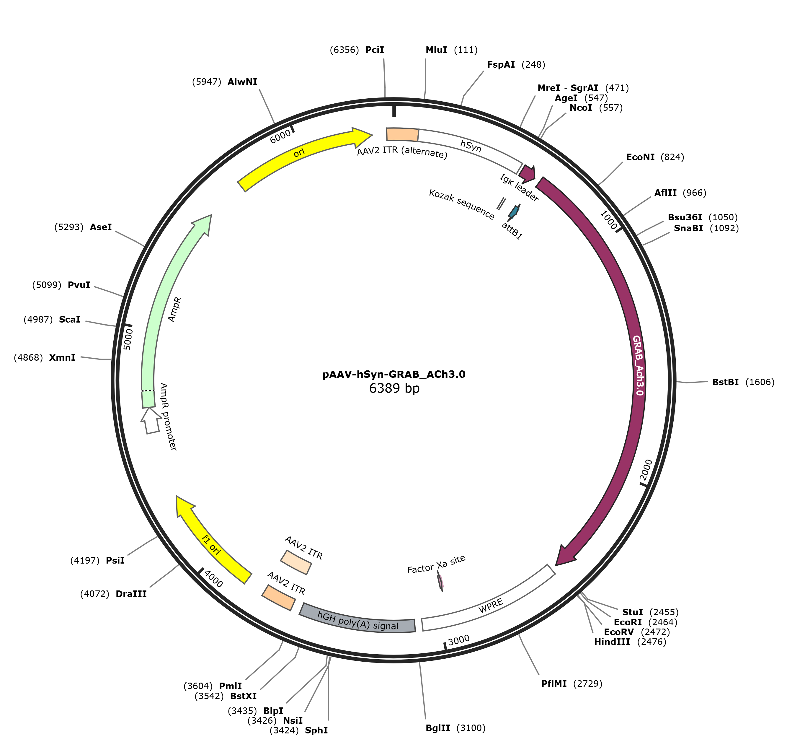 pAAV-hSyn-GRAB_ACh3.0载体图谱